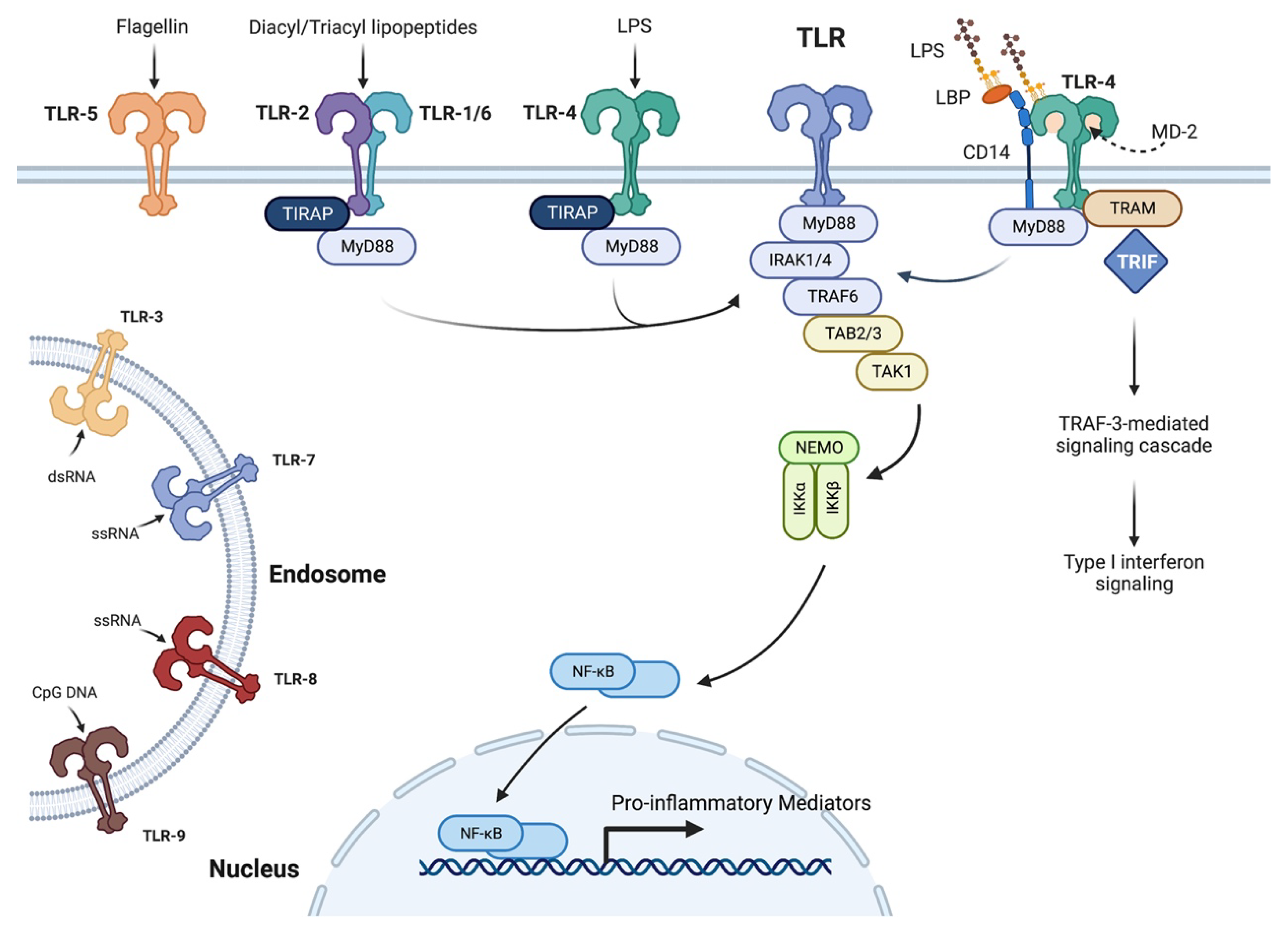 IJMS | Free Full-Text | Innate Immune System Activation, Inflammation ...