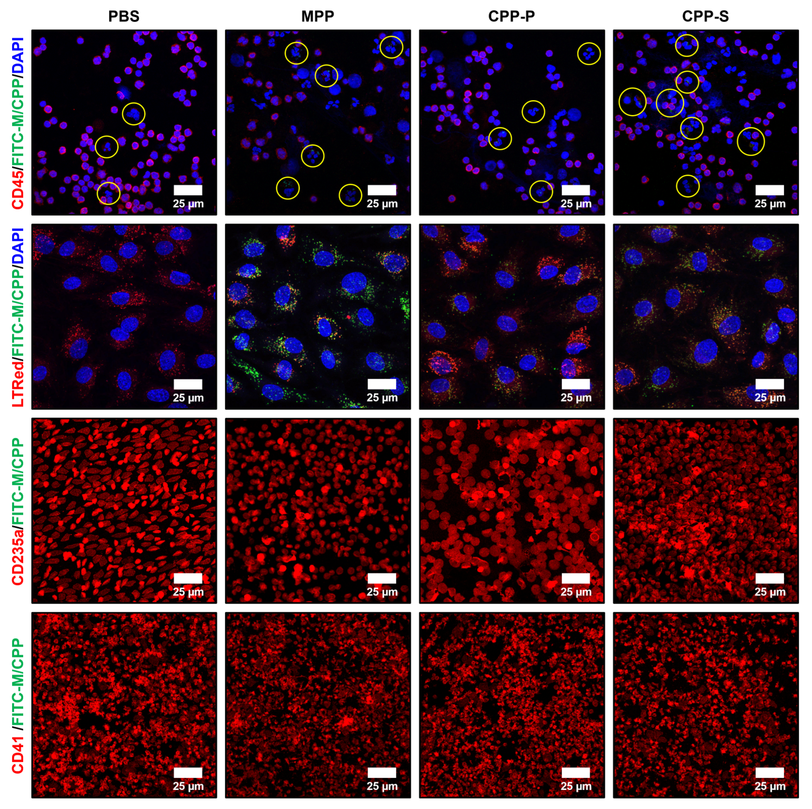 Ijms 23 14941 g008 Ijms 23 14941 g008