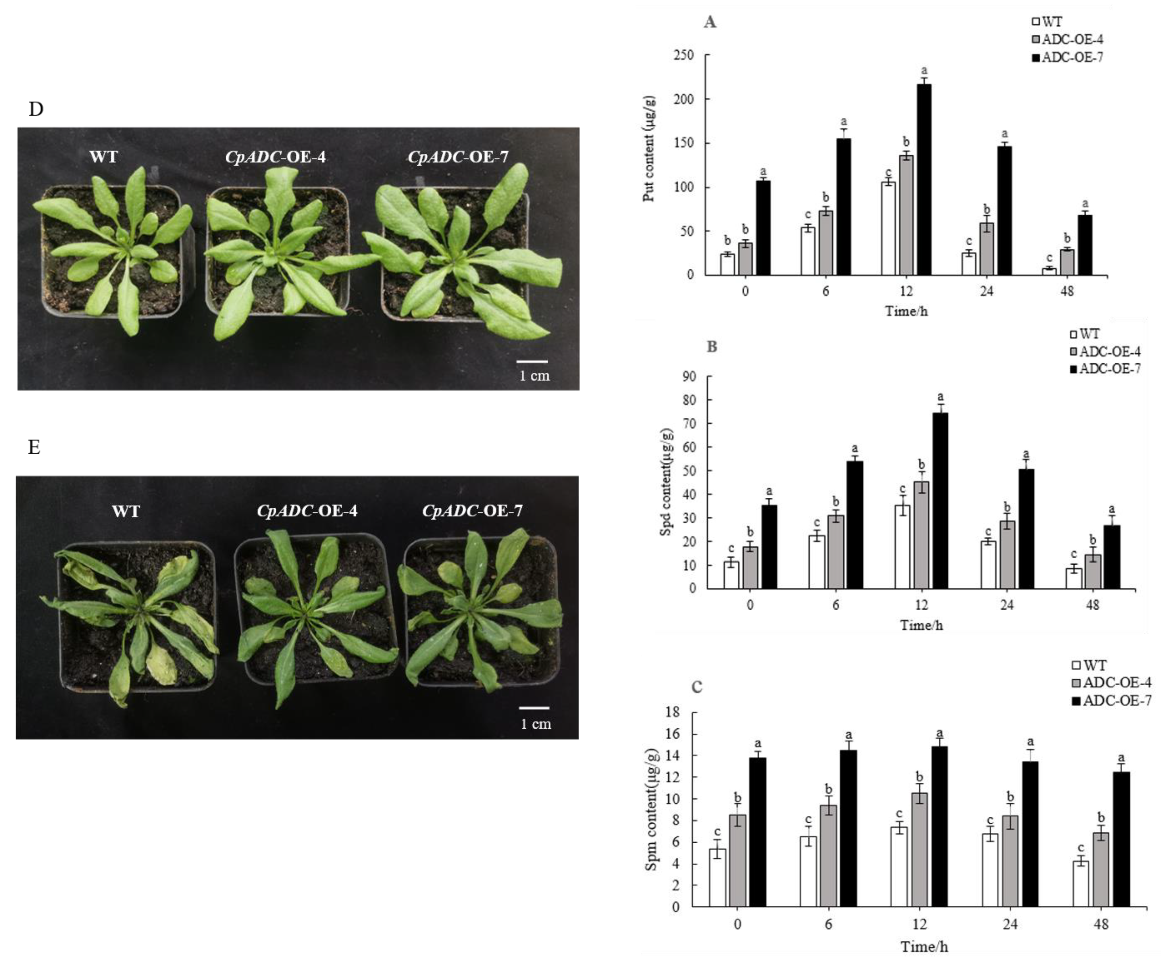 https://www.mdpi.com/ijms/ijms-23-14943/article_deploy/html/images/ijms-23-14943-g003.png