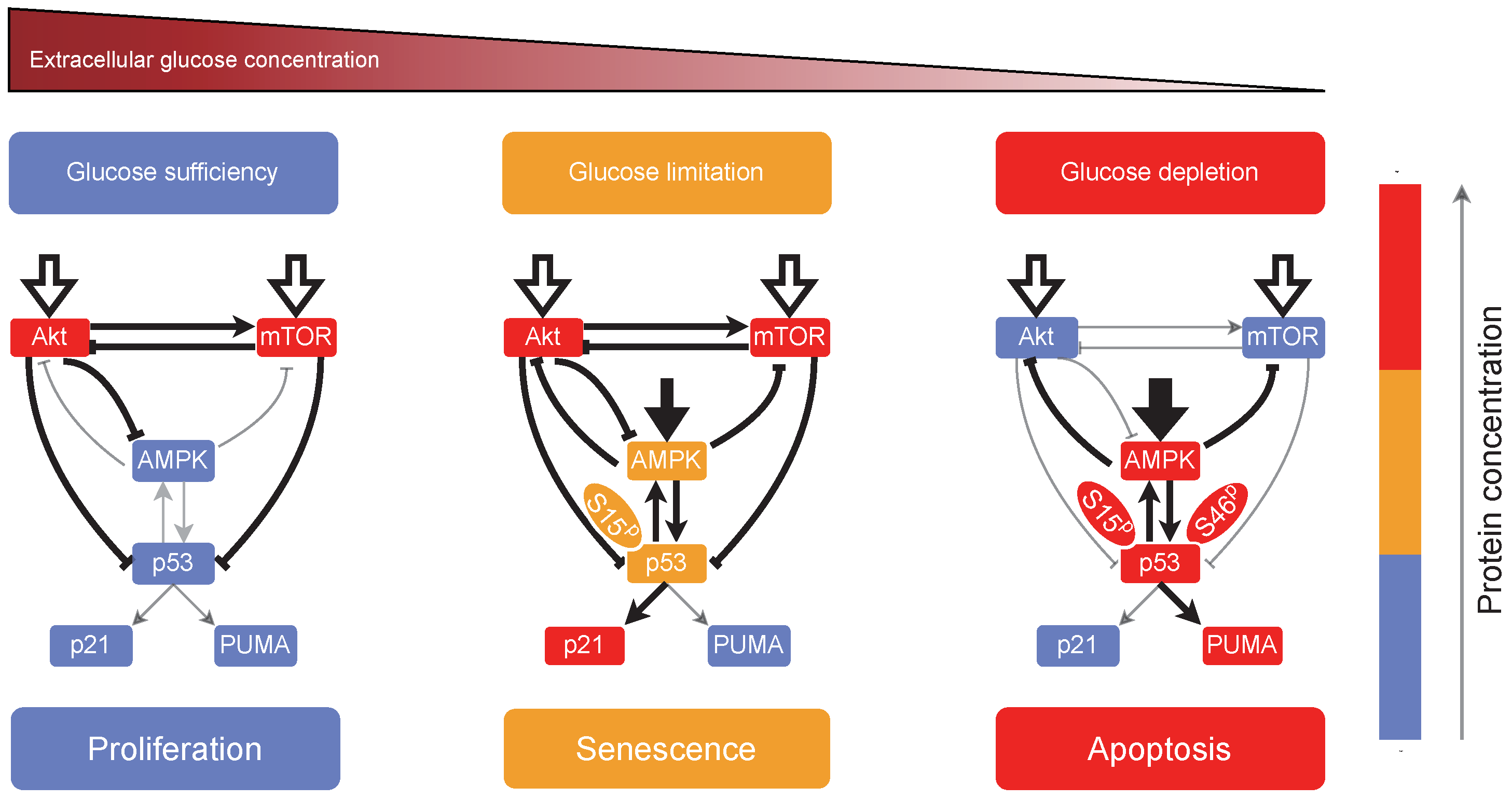 Ijms 23 14945 g008 Ijms 23 14945 g008