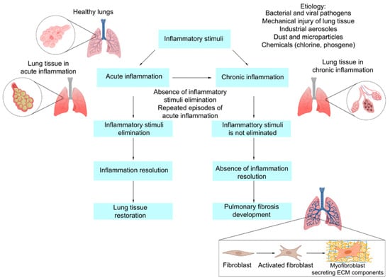 Ijms Free Full Text Pulmonary Fibrosis As A Result Of Acute Lung Inflammation Molecular
