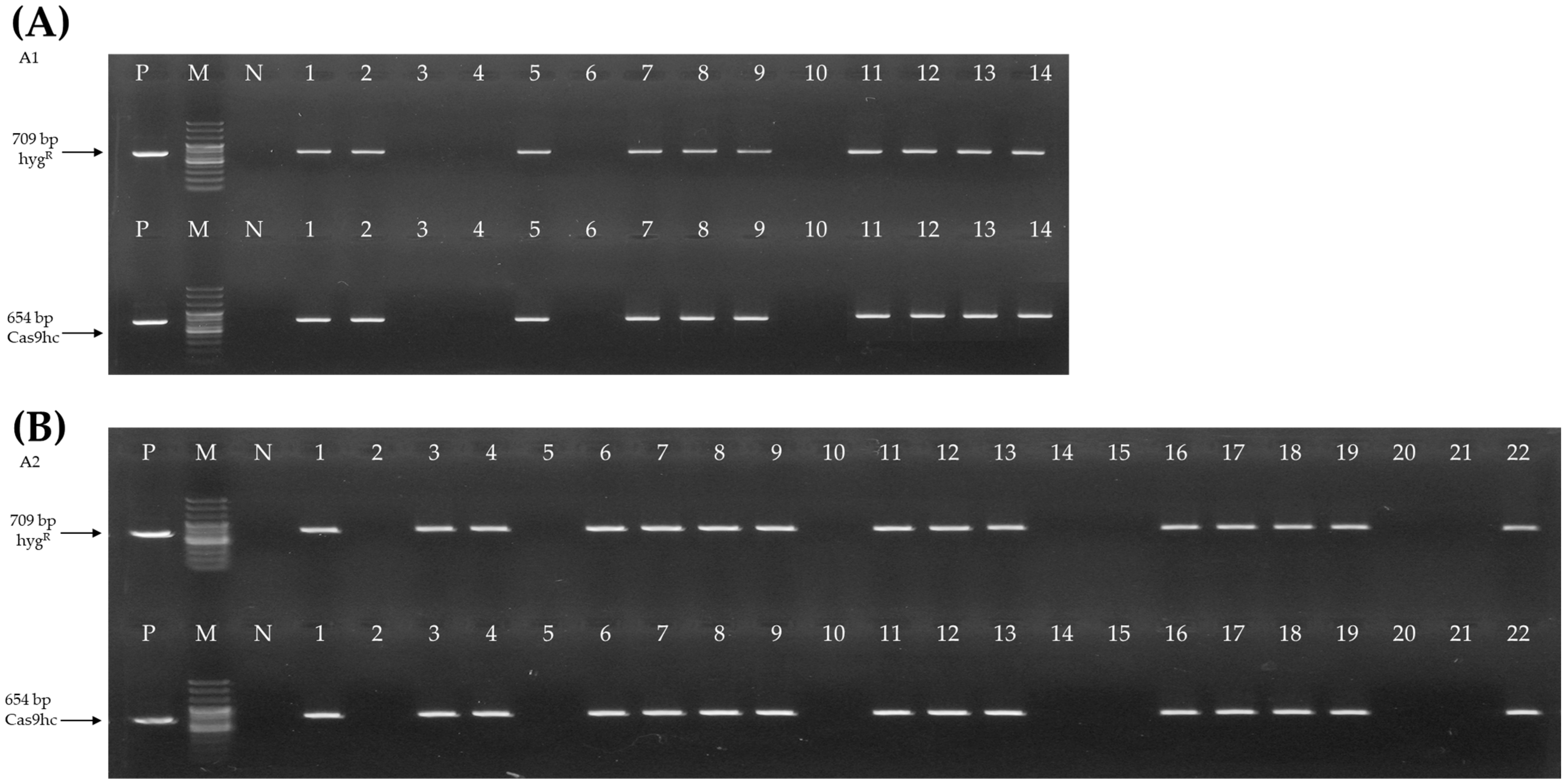 Ijms 23 15009 g002 Ijms 23 15009 g002