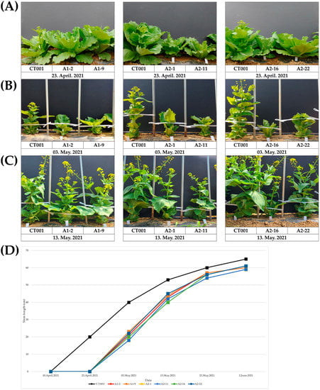 IJMS Free Full Text CRISPR Cas9 Mediated Editing of AGAMOUS