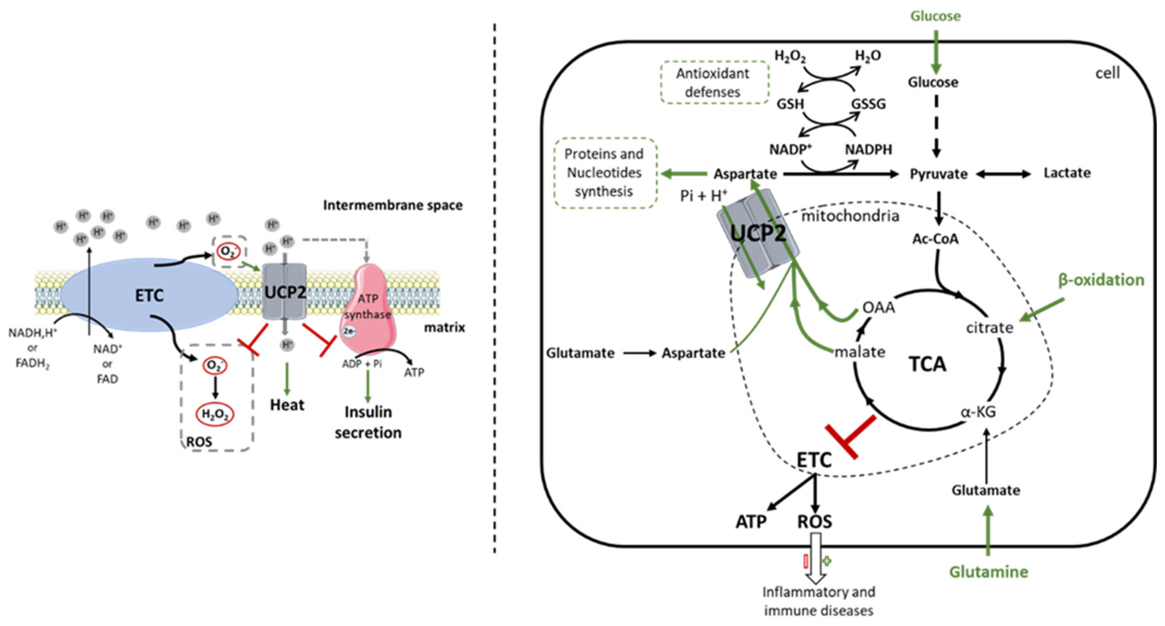 IJMS | Free Full-Text | UCP2 as a Cancer Target through Energy Metabolism  and Oxidative Stress Control