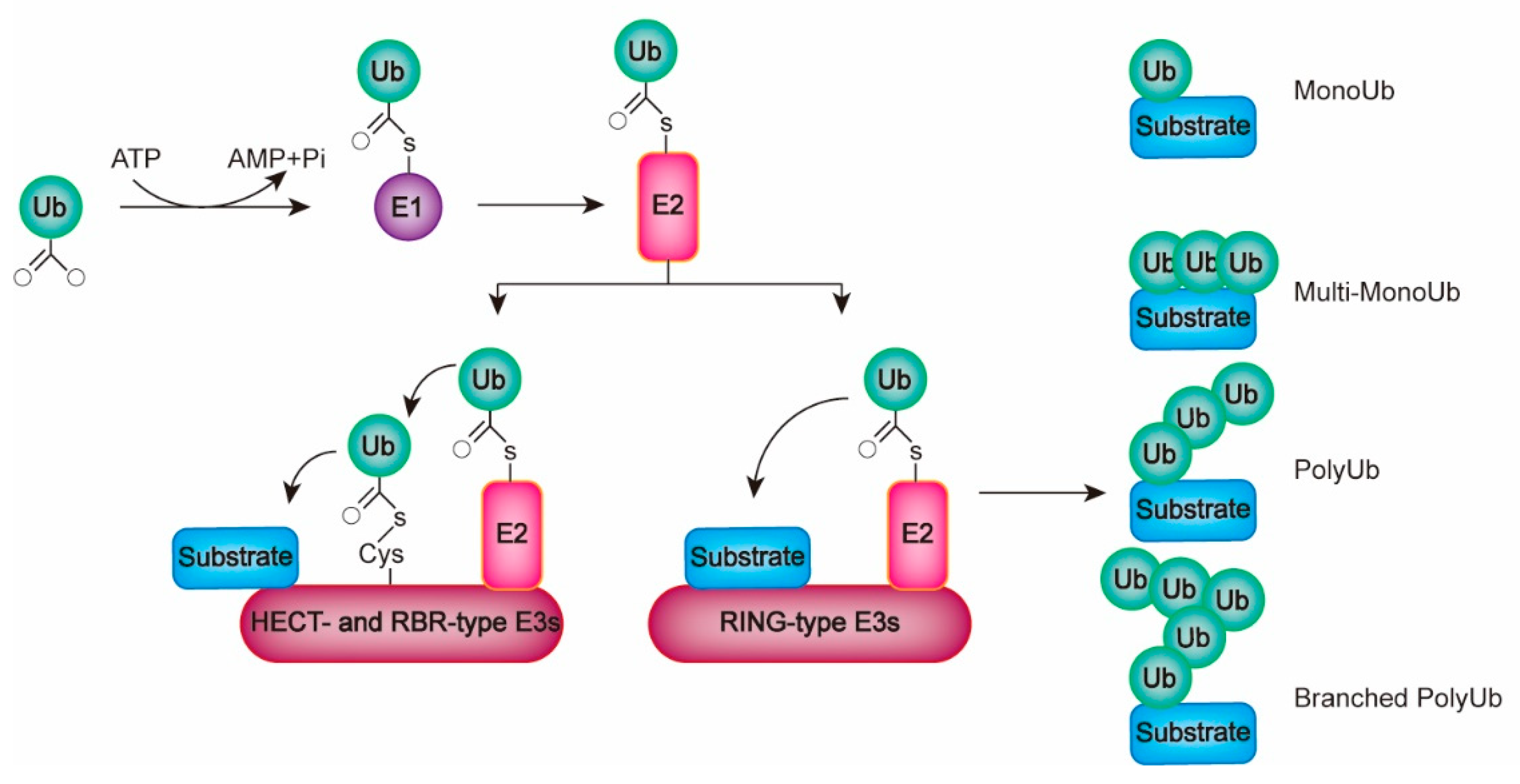 Ijms Free Full Text Progress In Anticancer Drug Development