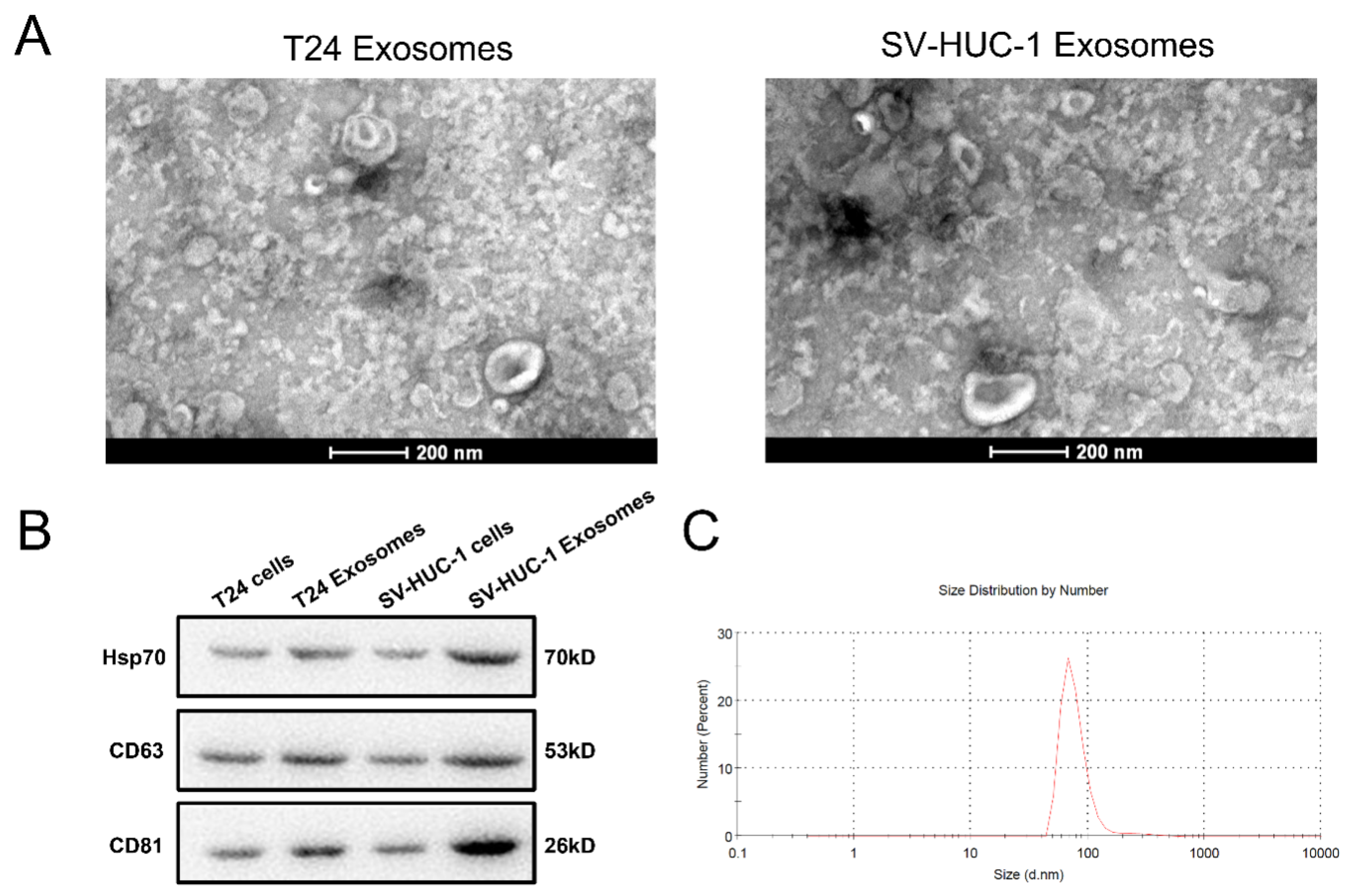Ijms 23 15177 g001 Ijms 23 15177 g001