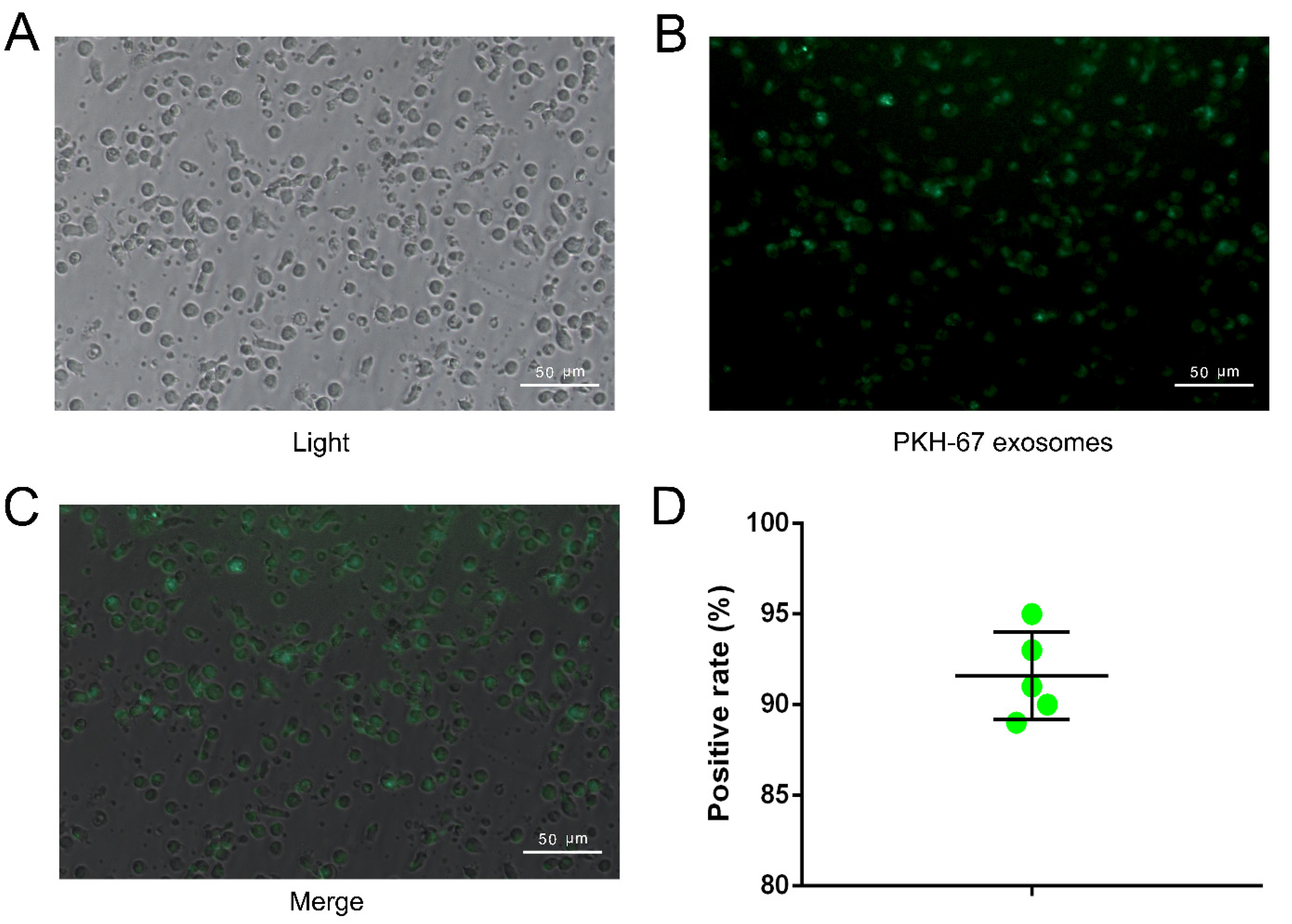 Ijms 23 15177 g003 Ijms 23 15177 g003