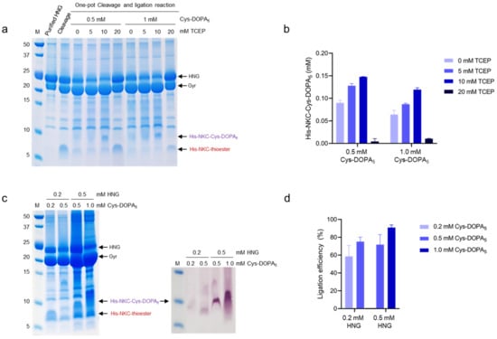 IJMS | Free Full-Text | Semi-Biosynthetic Production of Surface-Binding ...