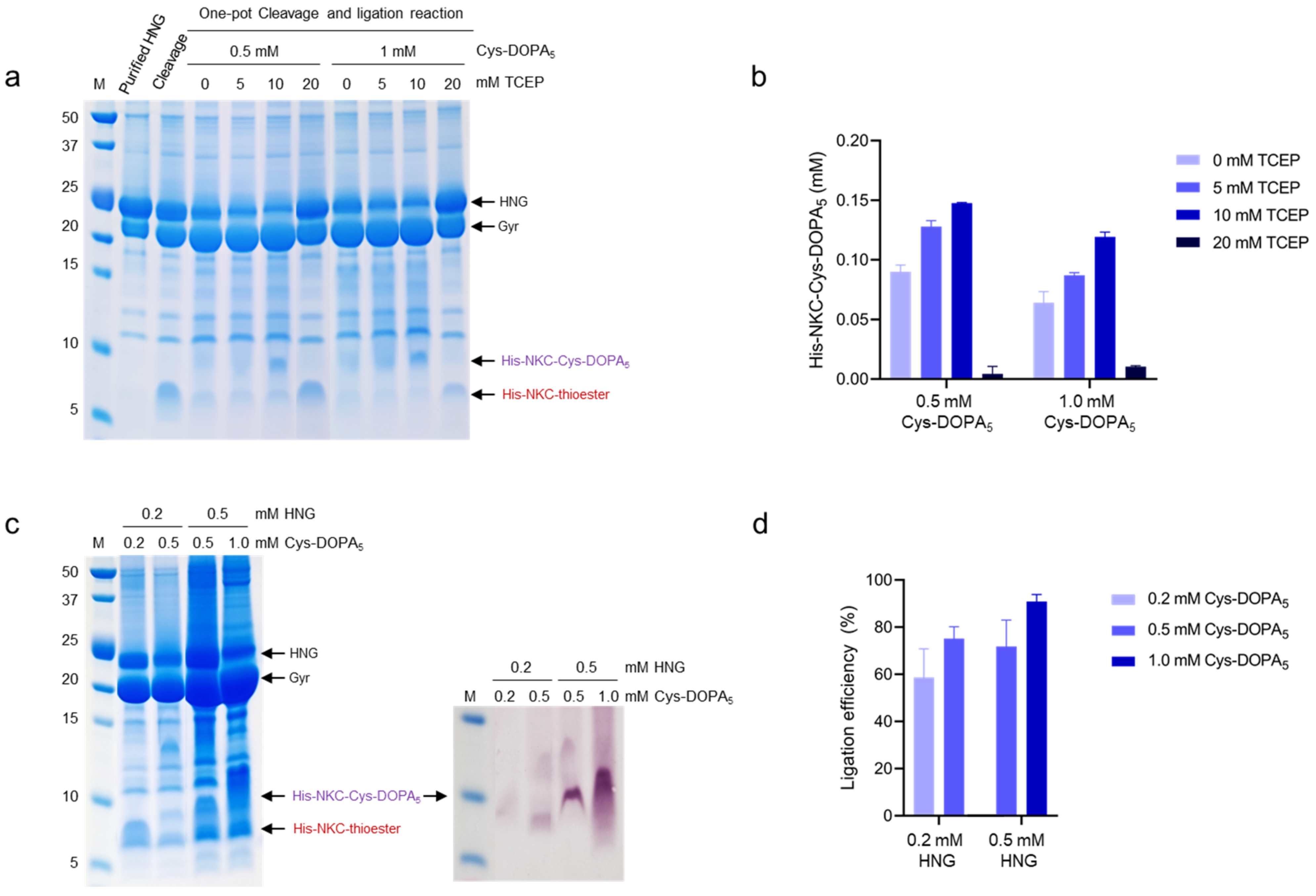 Semi-Biosynthetic Production of Surface-Binding Adhesive Antimicrobial ...