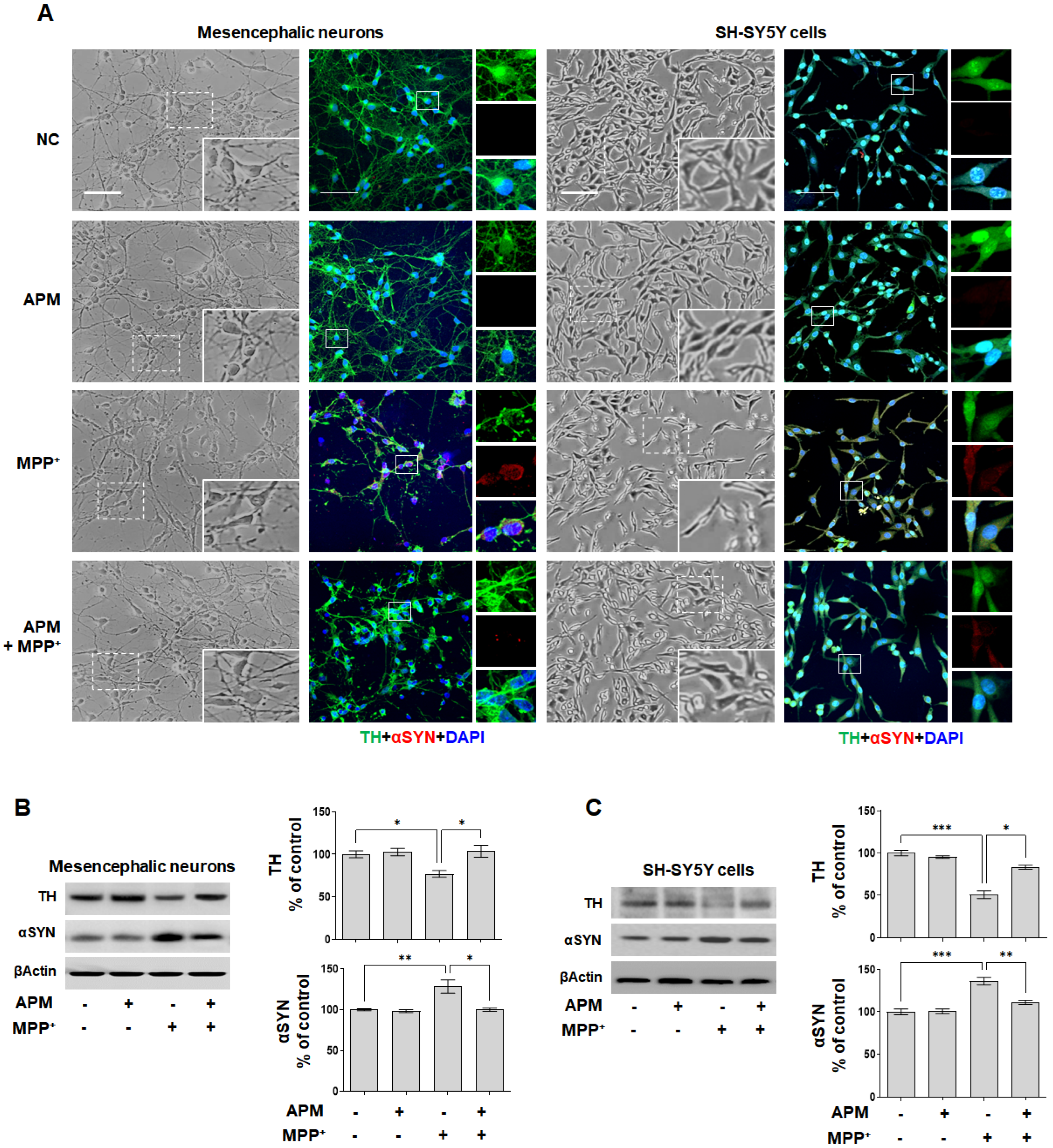 IJMS Free Full Text Effects of Apamin on MPP Induced Calcium