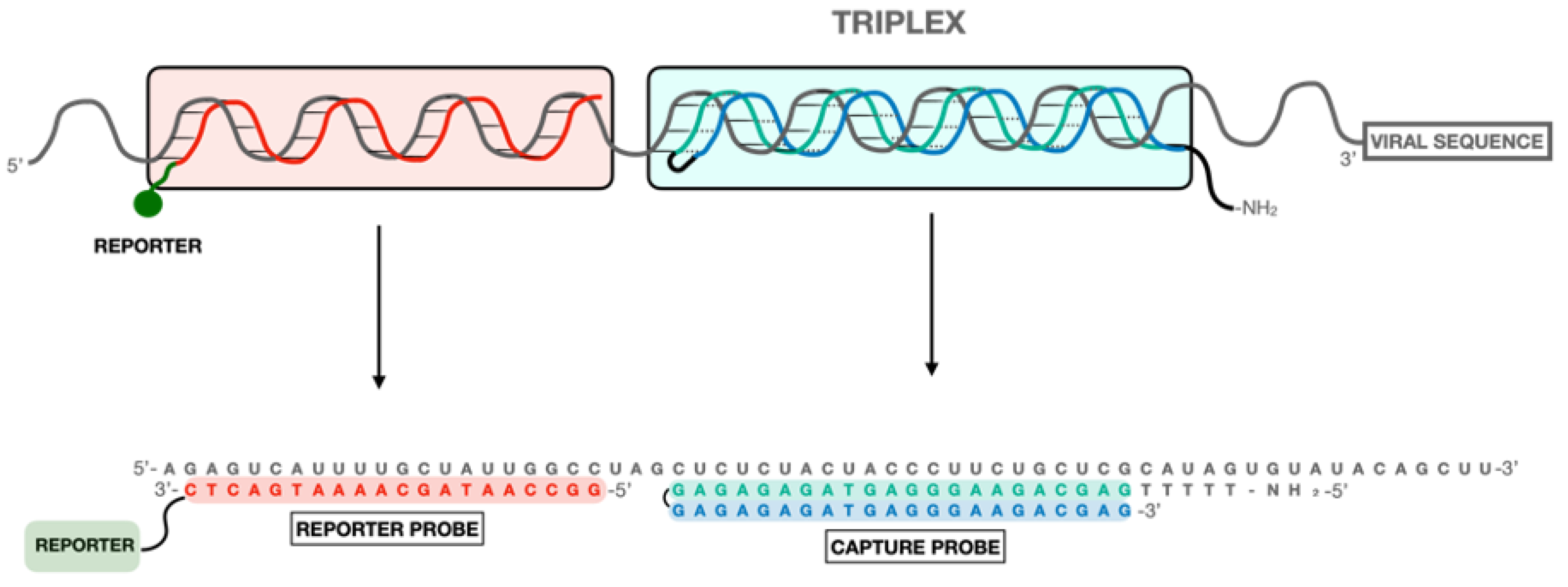 IJMS | Free Full-Text | Detection of SARS-CoV-2 Virus by Triplex