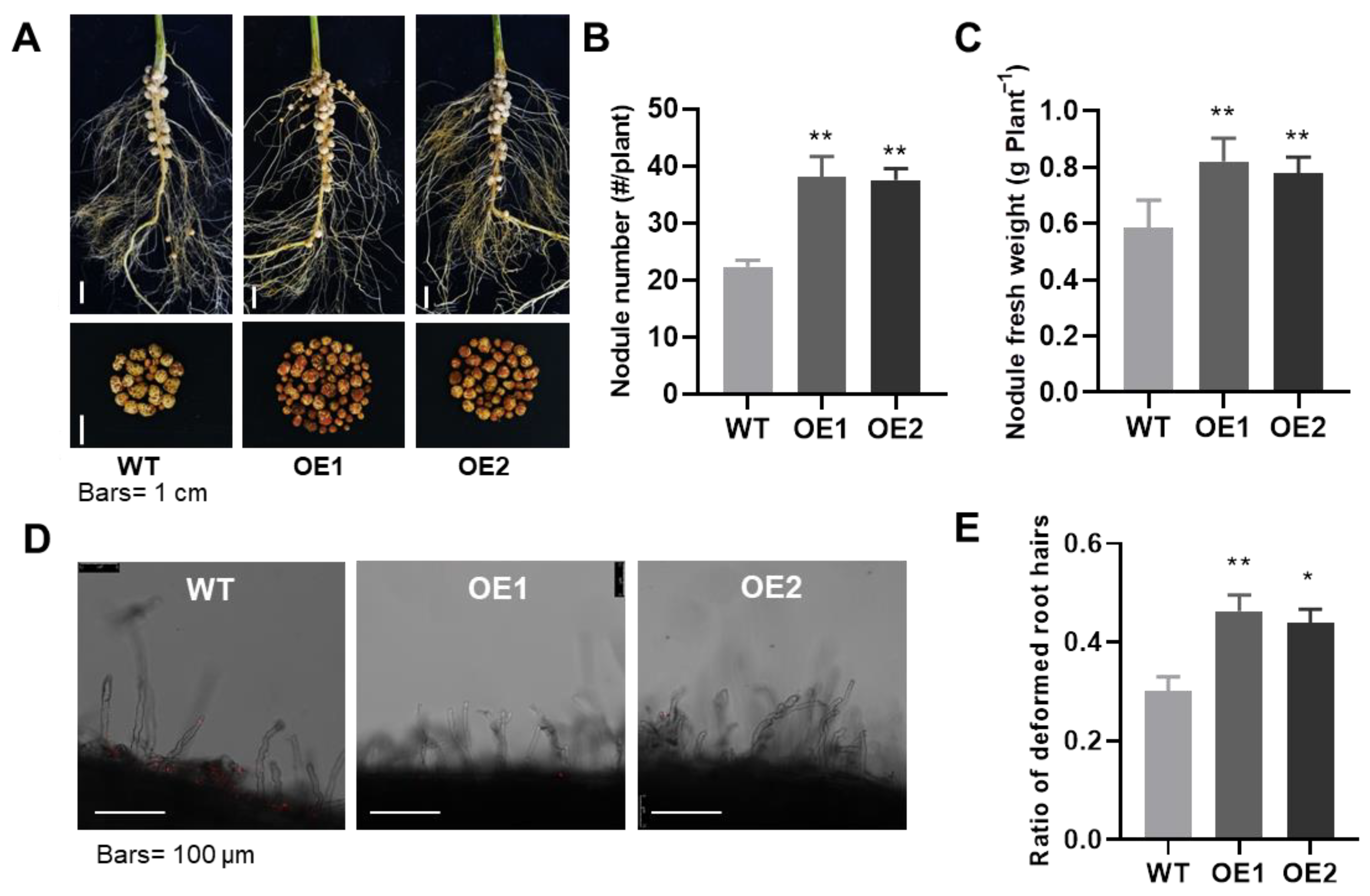 Ijms 23 15274 g003 Ijms 23 15274 g003