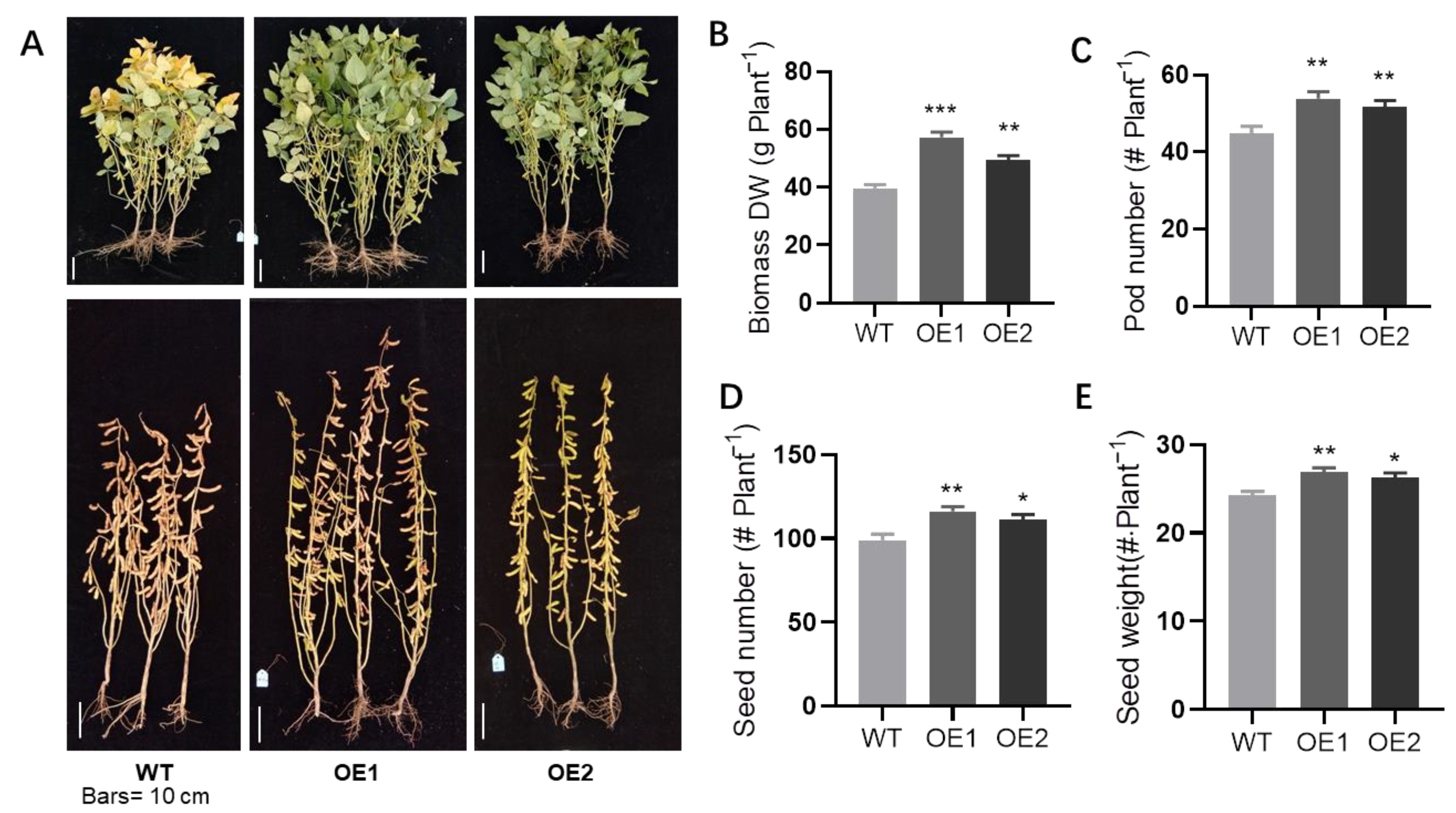 Ijms 23 15274 g004 Ijms 23 15274 g004