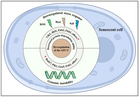 Independent Regulation of Synaptic Size and Activity by the  Anaphase-Promoting Complex: Cell