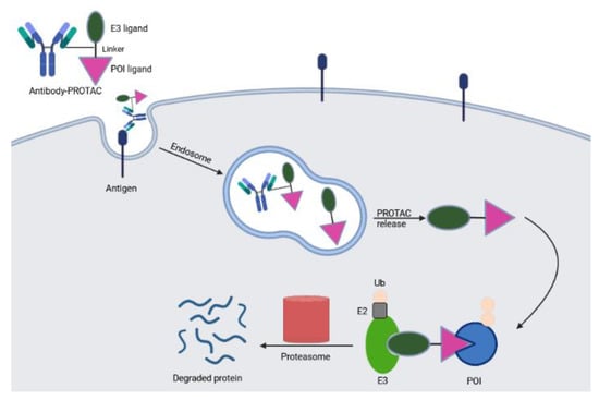 IJMS | Free Full-Text | Targeted Protein Degradation: Clinical Advances ...