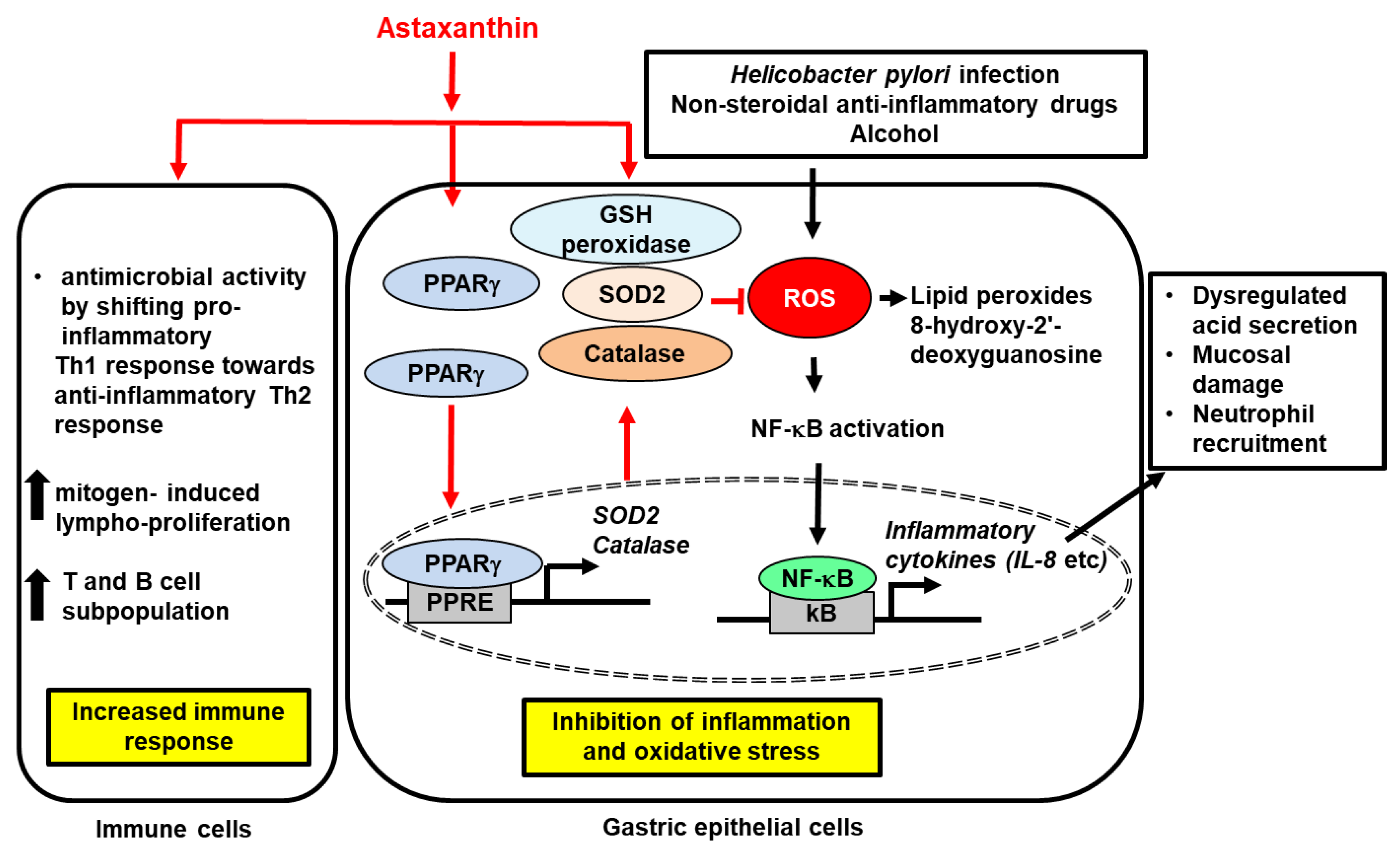 Ijms 23 15471 g001 Ijms 23 15471 g001