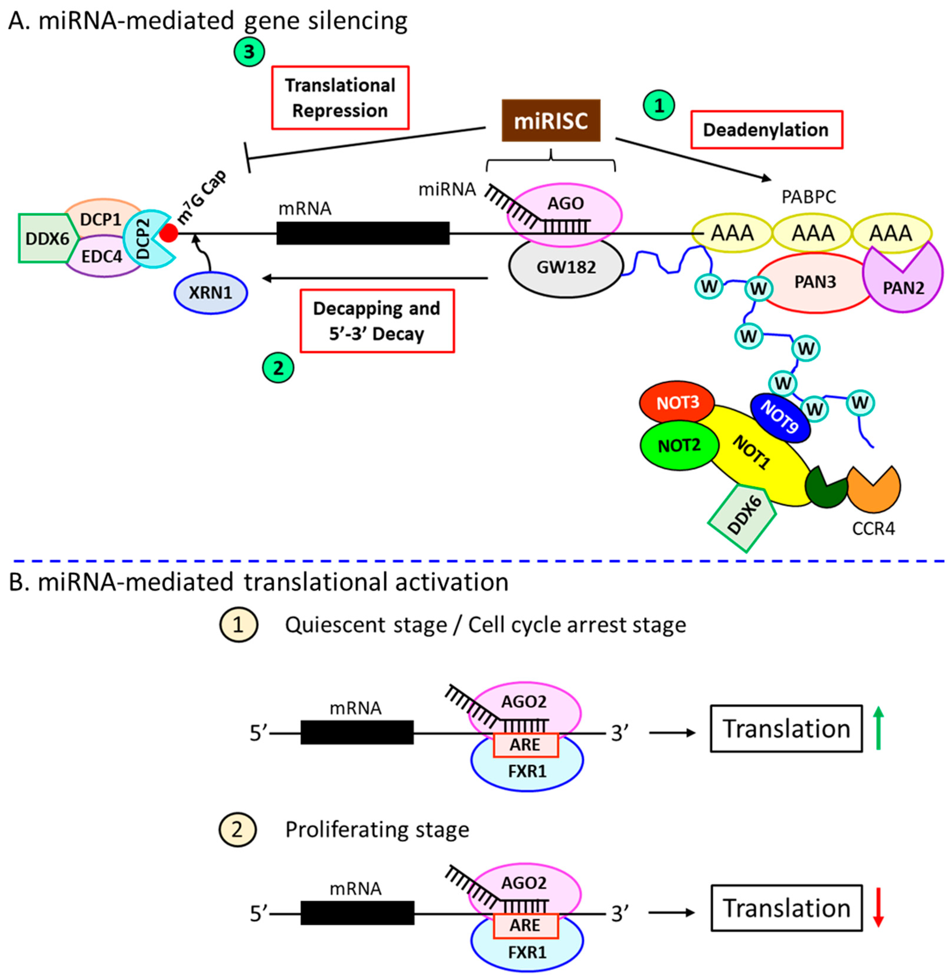 Ijms 23 15479 g002 Ijms 23 15479 g002