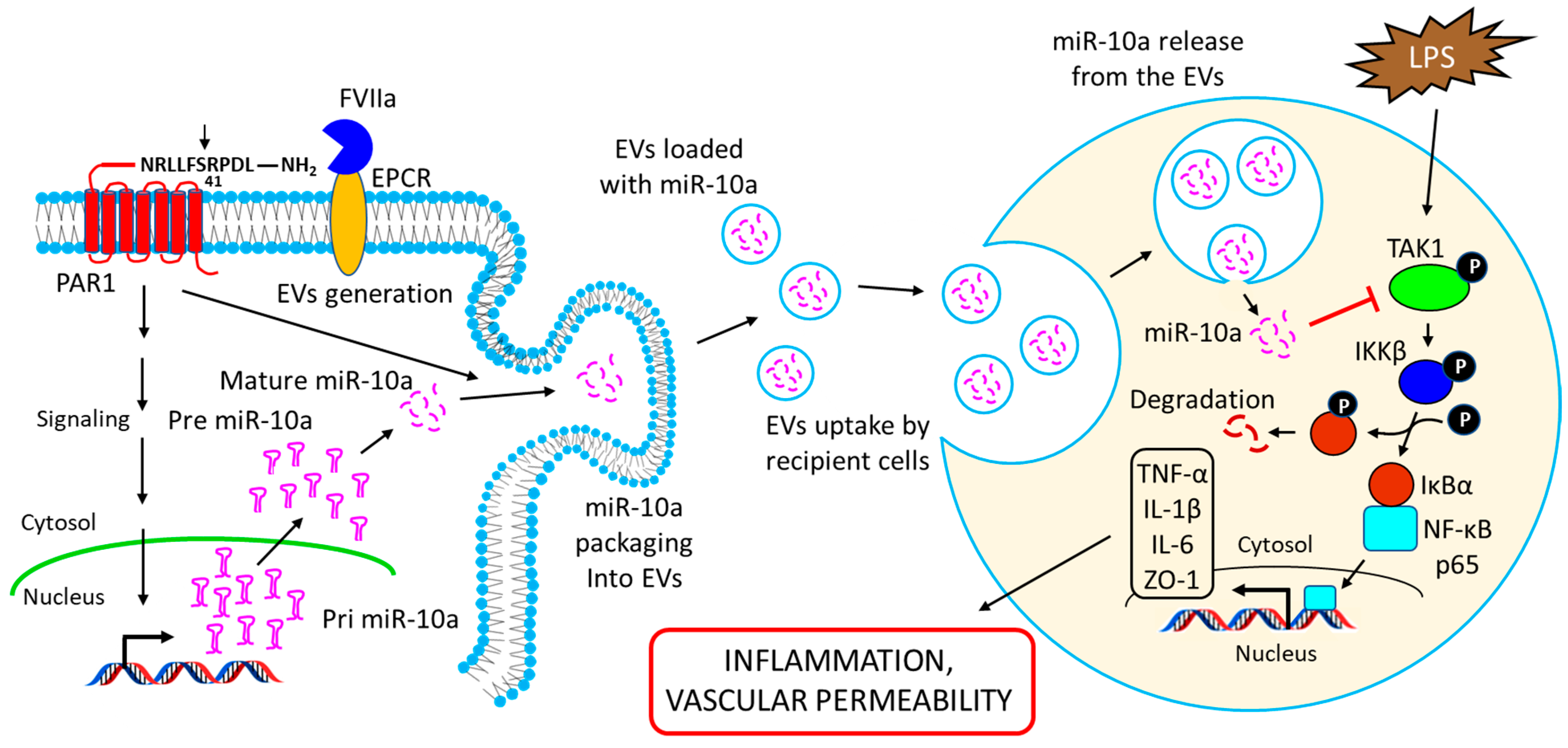 Ijms 23 15479 g006 Ijms 23 15479 g006