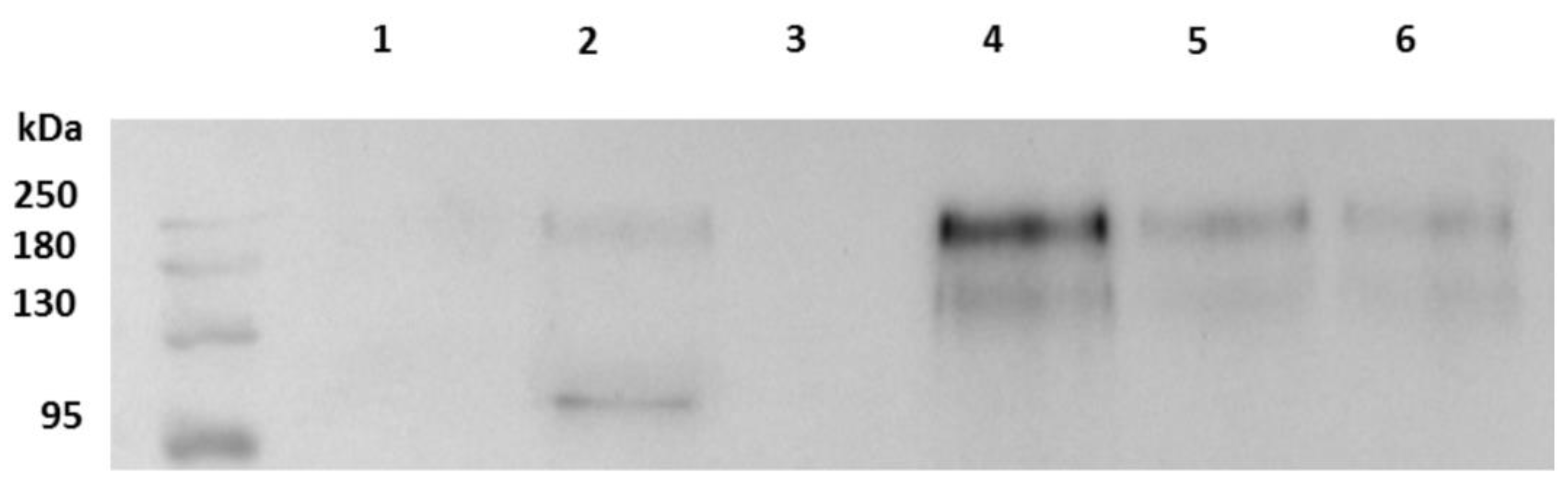 Ijms 23 15480 g004 Ijms 23 15480 g004