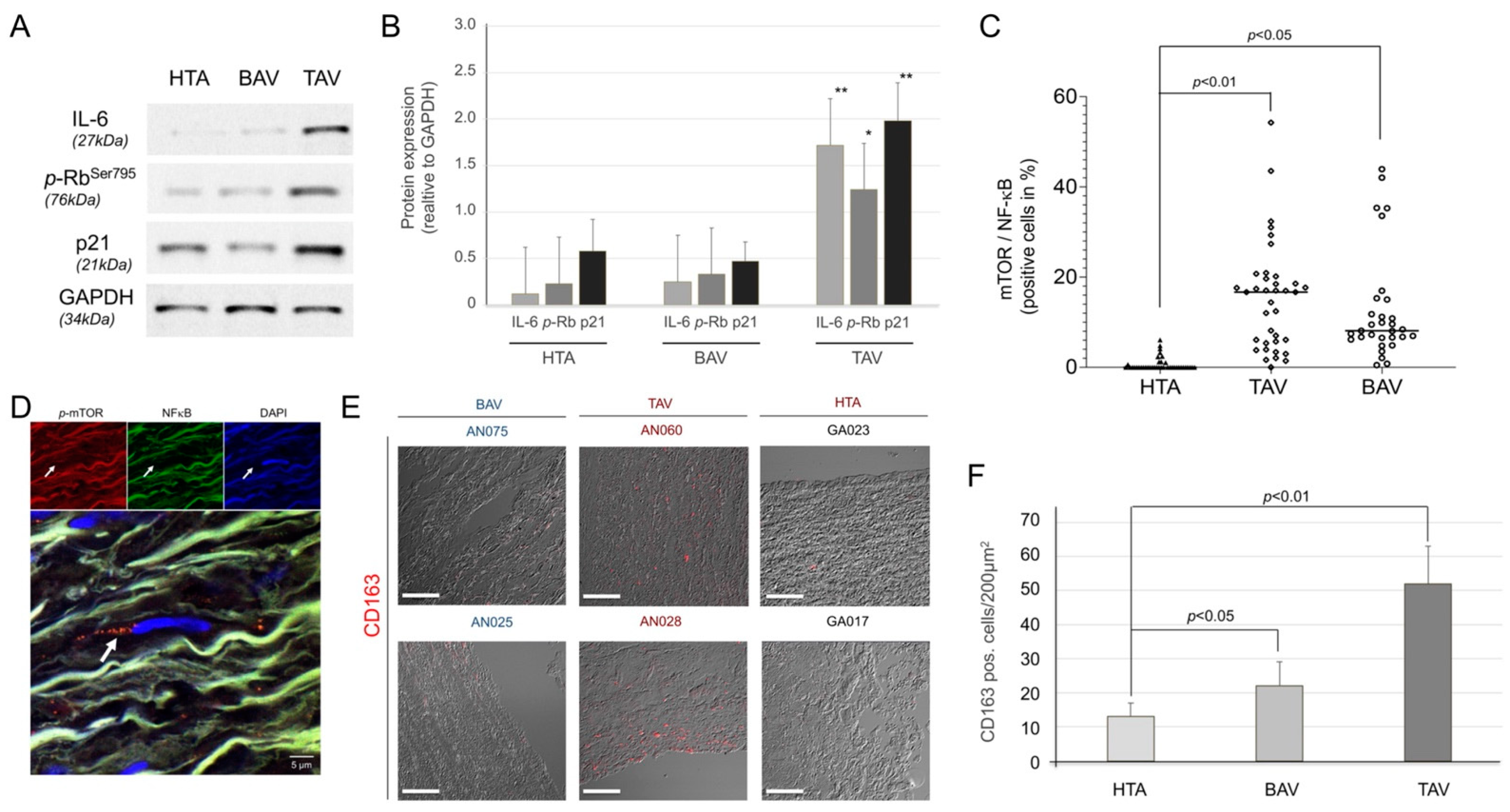 Ijms 23 15498 g004 Ijms 23 15498 g004