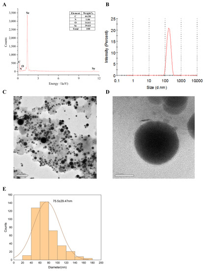 Phospho-IκBα (Ser32/36) (5A5) Mouse mAb