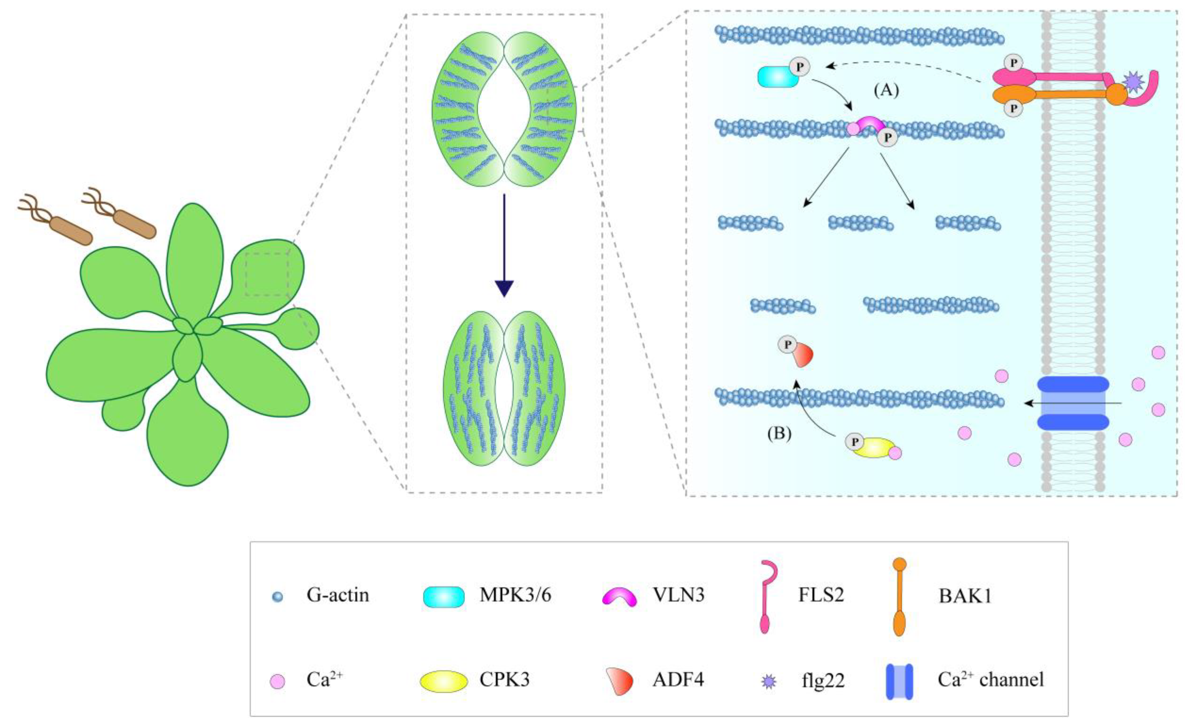 Ijms 23 15553 g002 Ijms 23 15553 g002