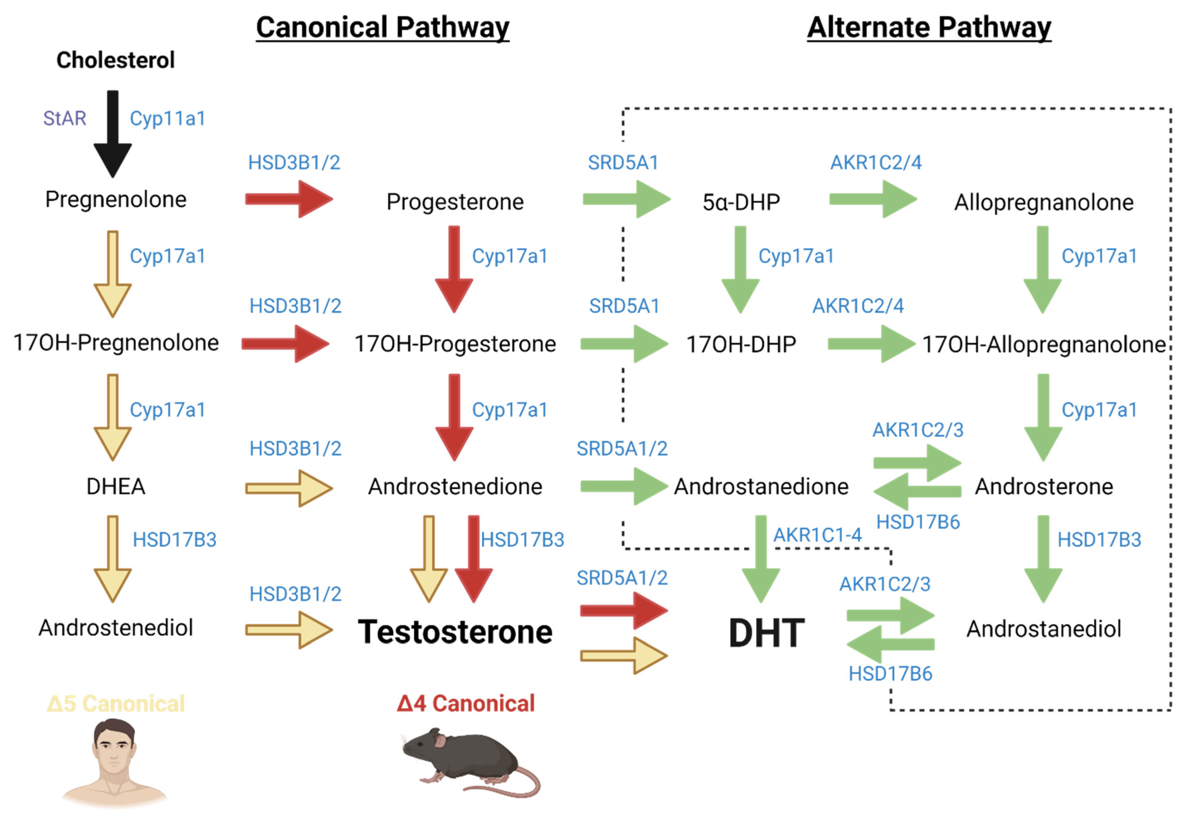 Testosterone Pathway Hot Sex Picture