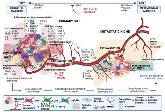 IJMS | Free Full-Text | Dual Role Of Fibroblasts Educated By Tumour In ...