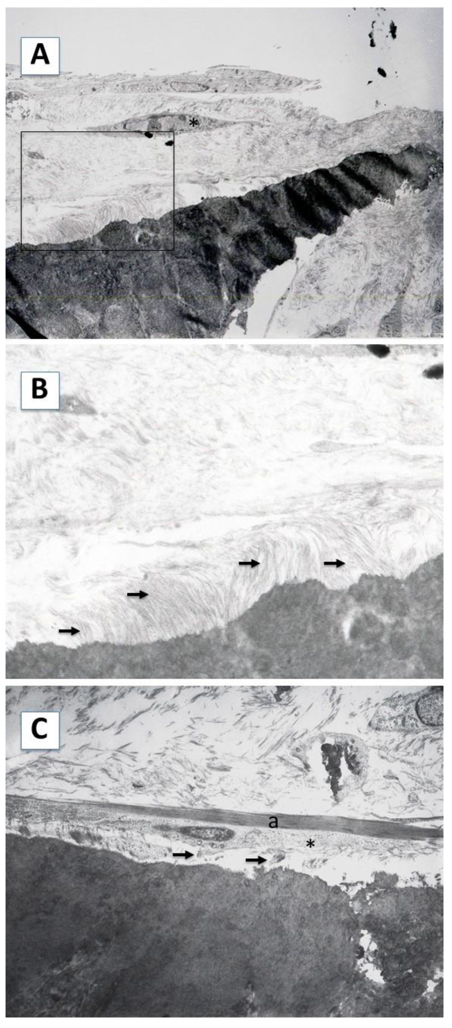 Ijms 23 15588 g004 Ijms 23 15588 g004