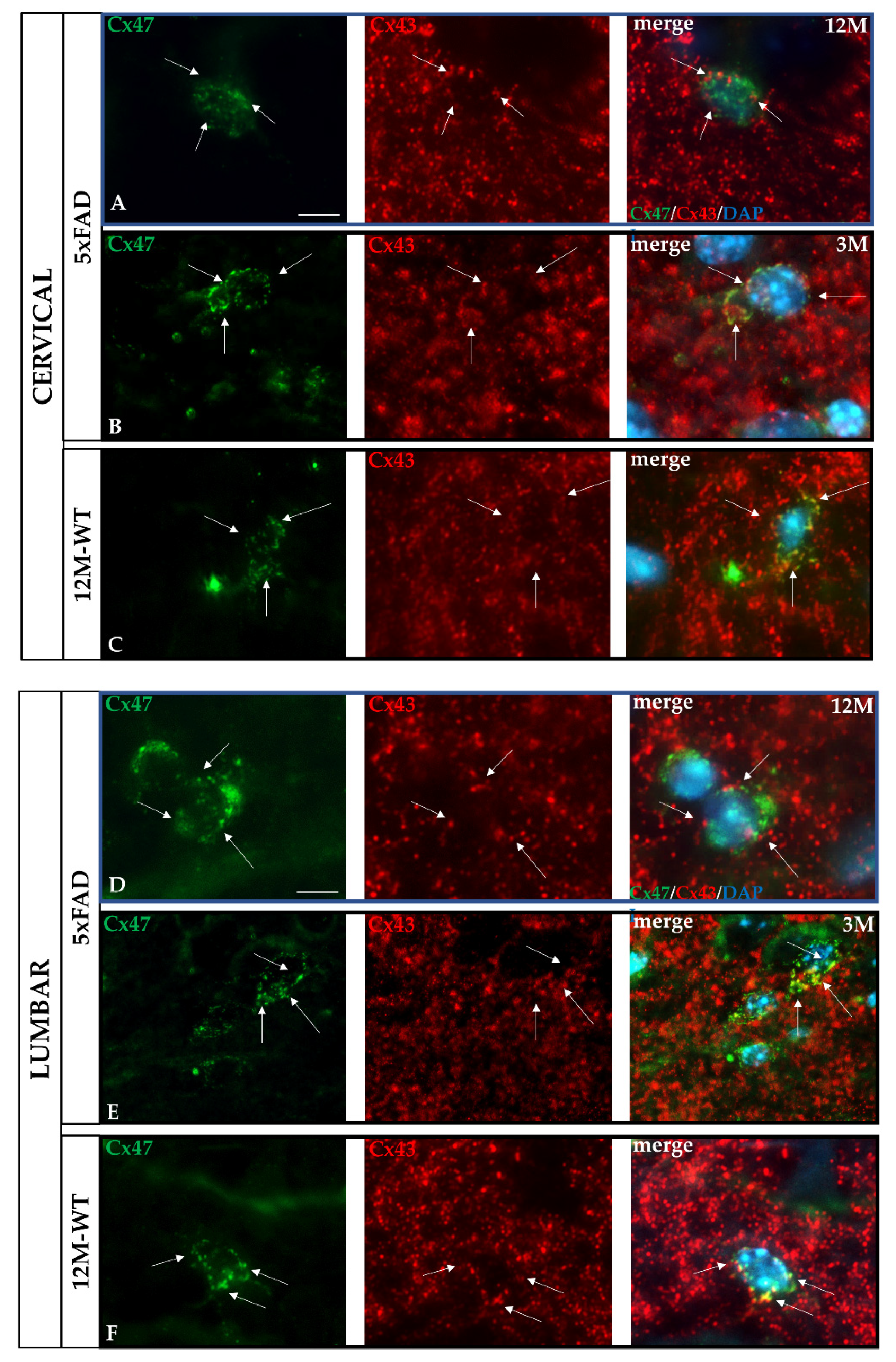 Ijms 23 15597 g010 Ijms 23 15597 g010