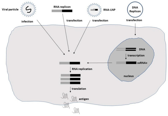 Ai Shinozaki Big Tits Gallery - IJMS | Free Full-Text | Therapeutic Applications for Oncolytic  Self-Replicating RNA Viruses