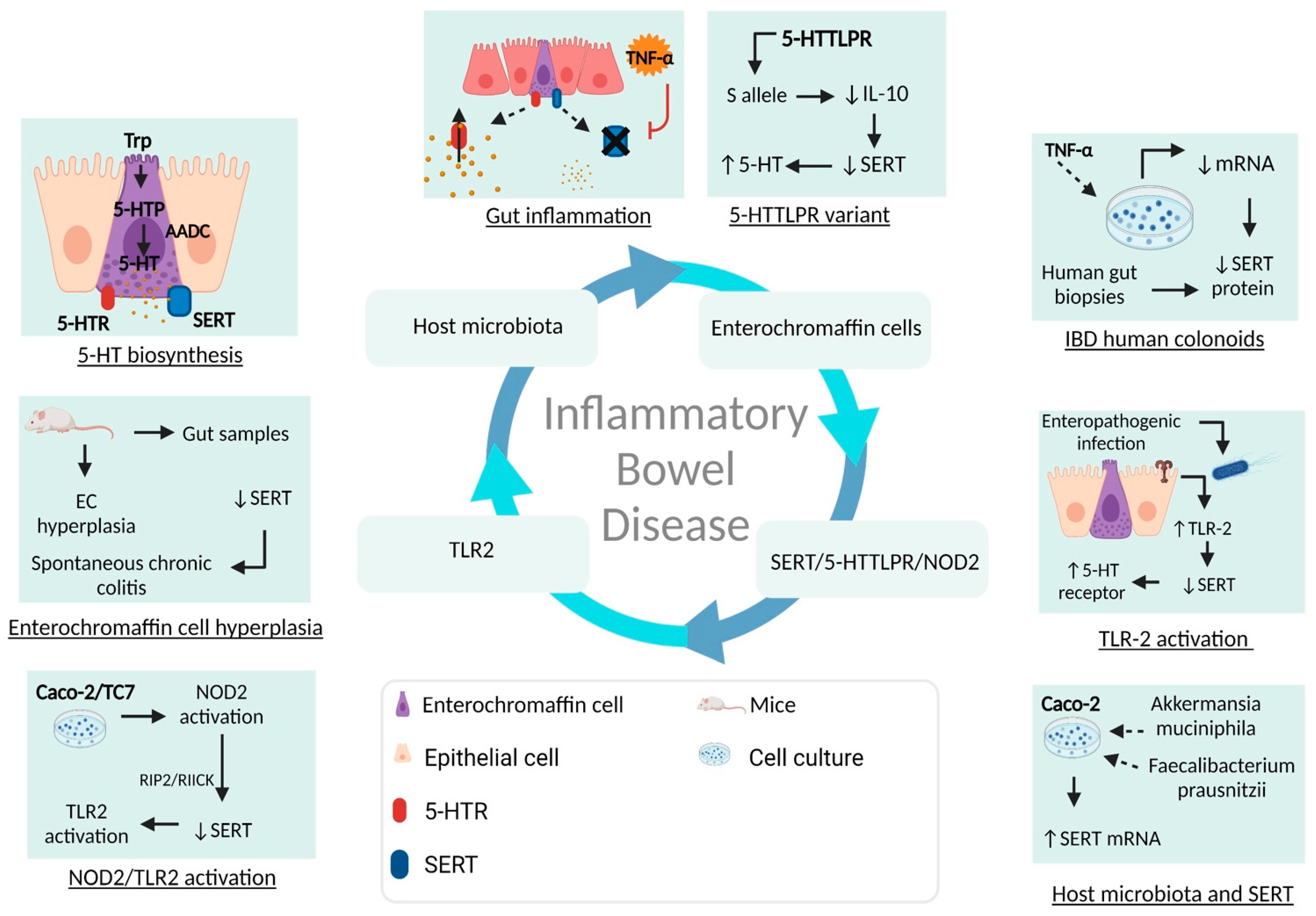 Ijms Free Full Text Interplay Between Serotonin Immune Response And Intestinal Dysbiosis 1999