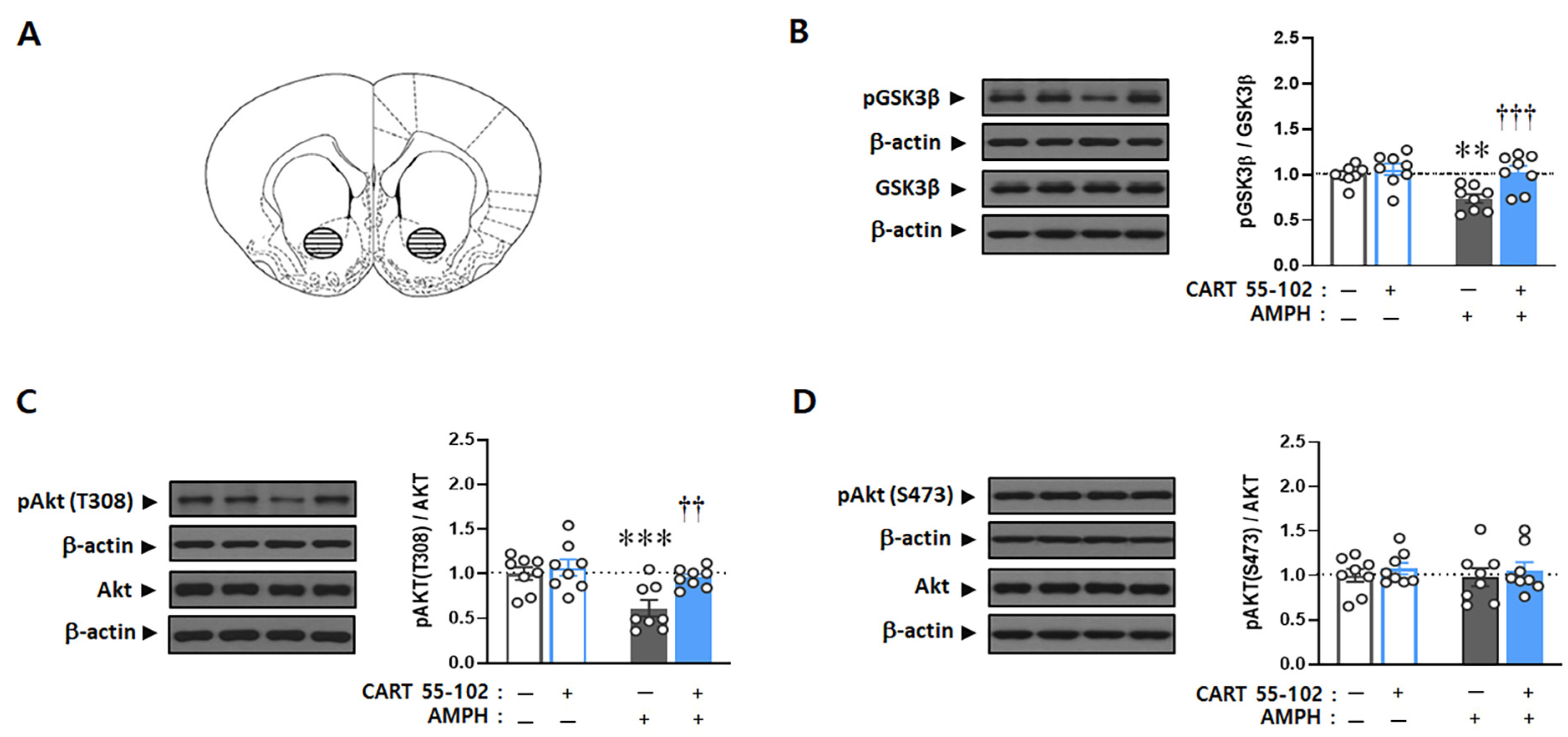 Ijms 23 15633 g002 Ijms 23 15633 g002