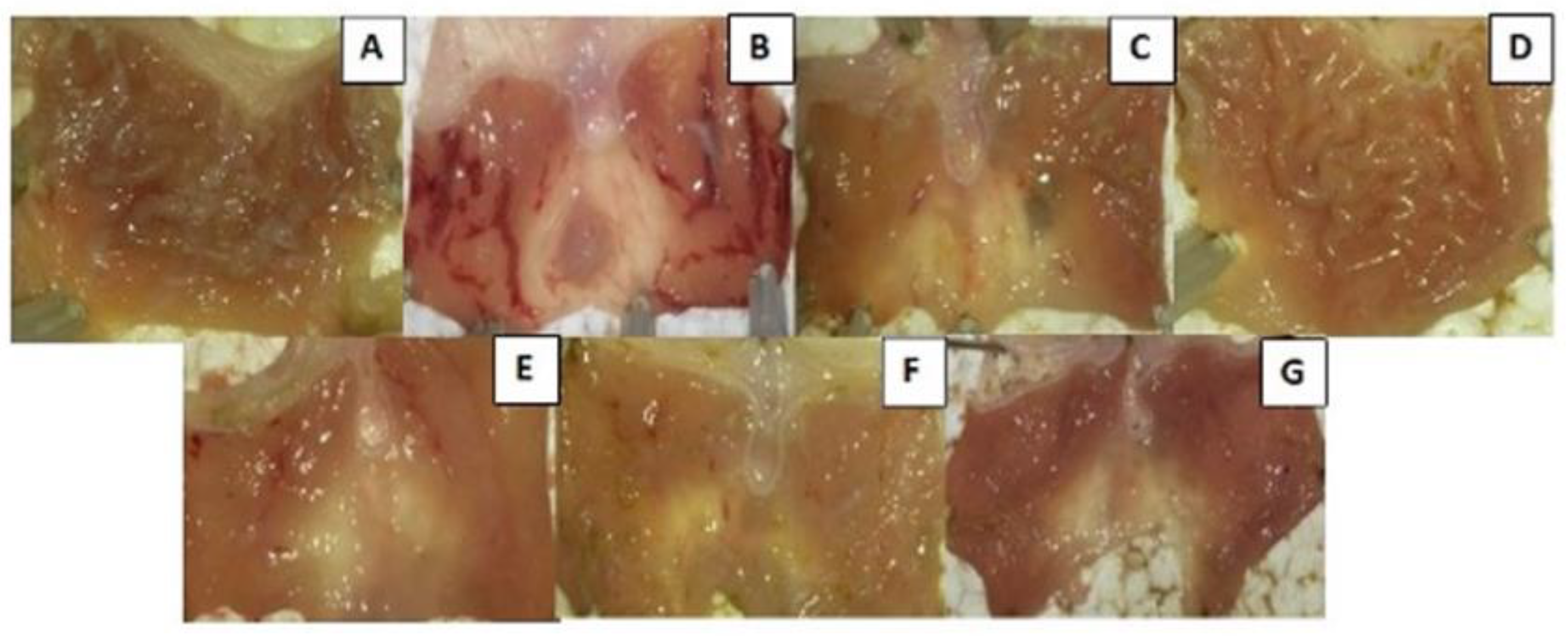 Ijms 23 15634 g009 Ijms 23 15634 g009