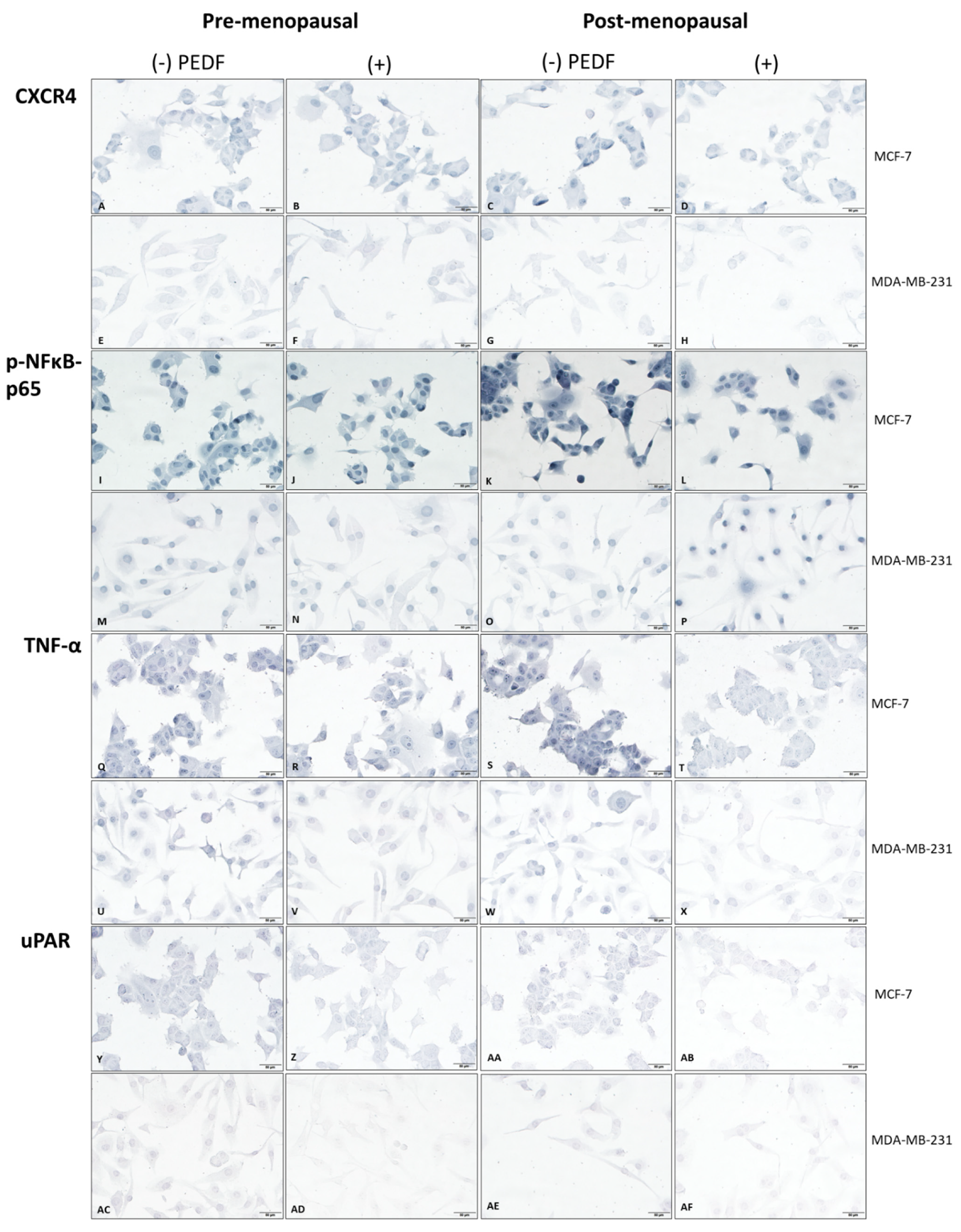 Ijms 23 15641 g001a Ijms 23 15641 g001a