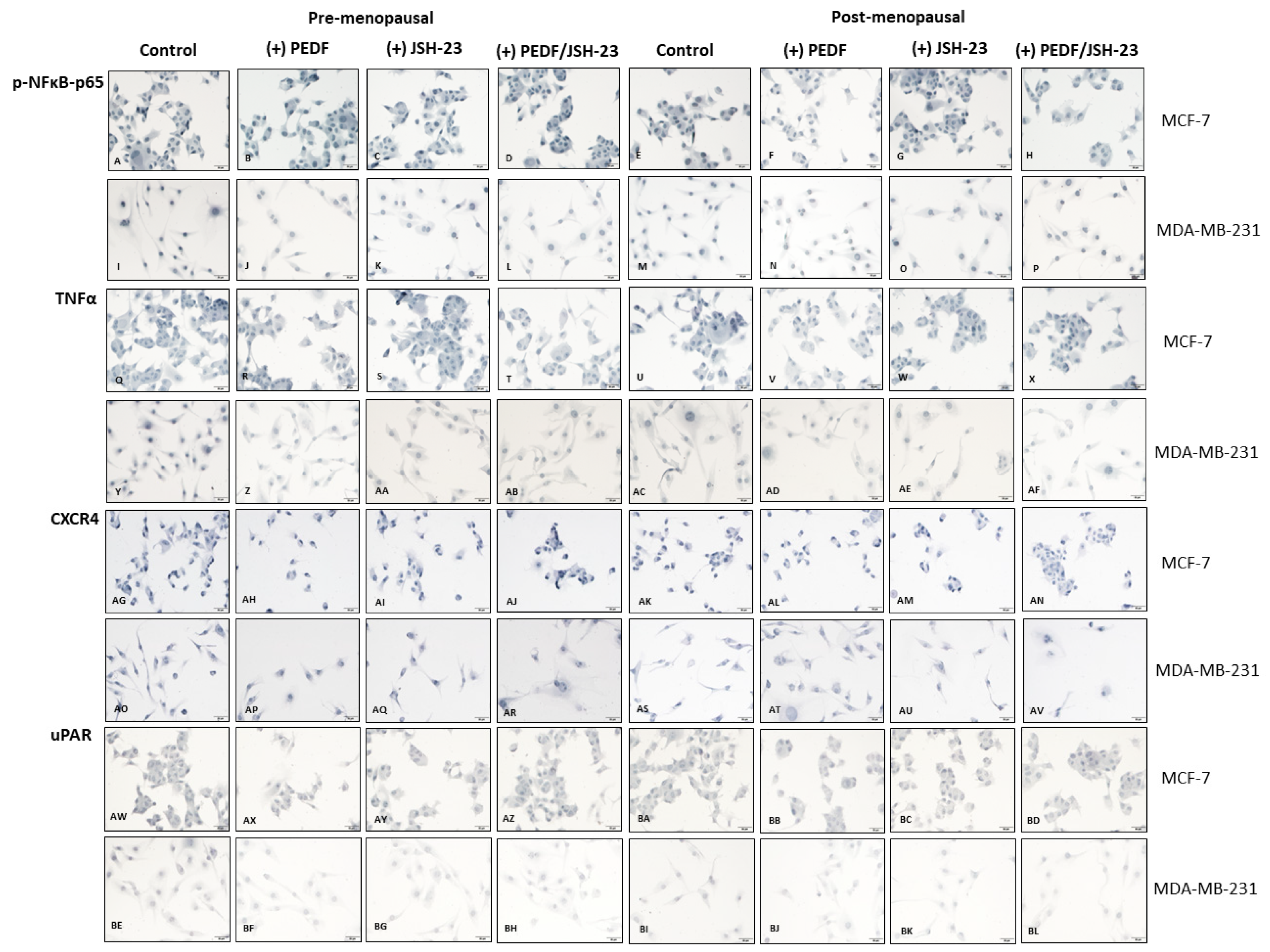 Ijms 23 15641 g003a Ijms 23 15641 g003a