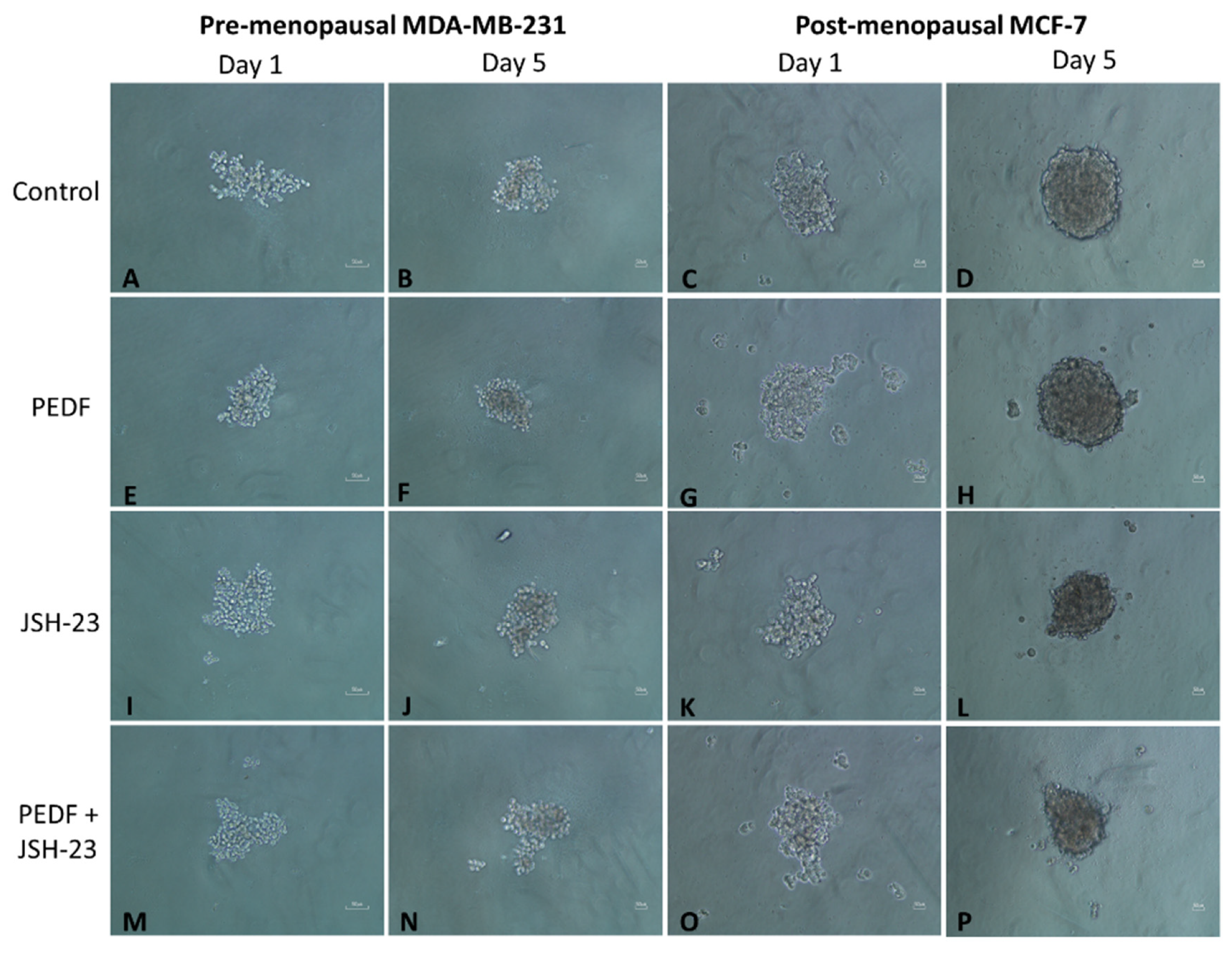 Ijms 23 15641 g004a Ijms 23 15641 g004a