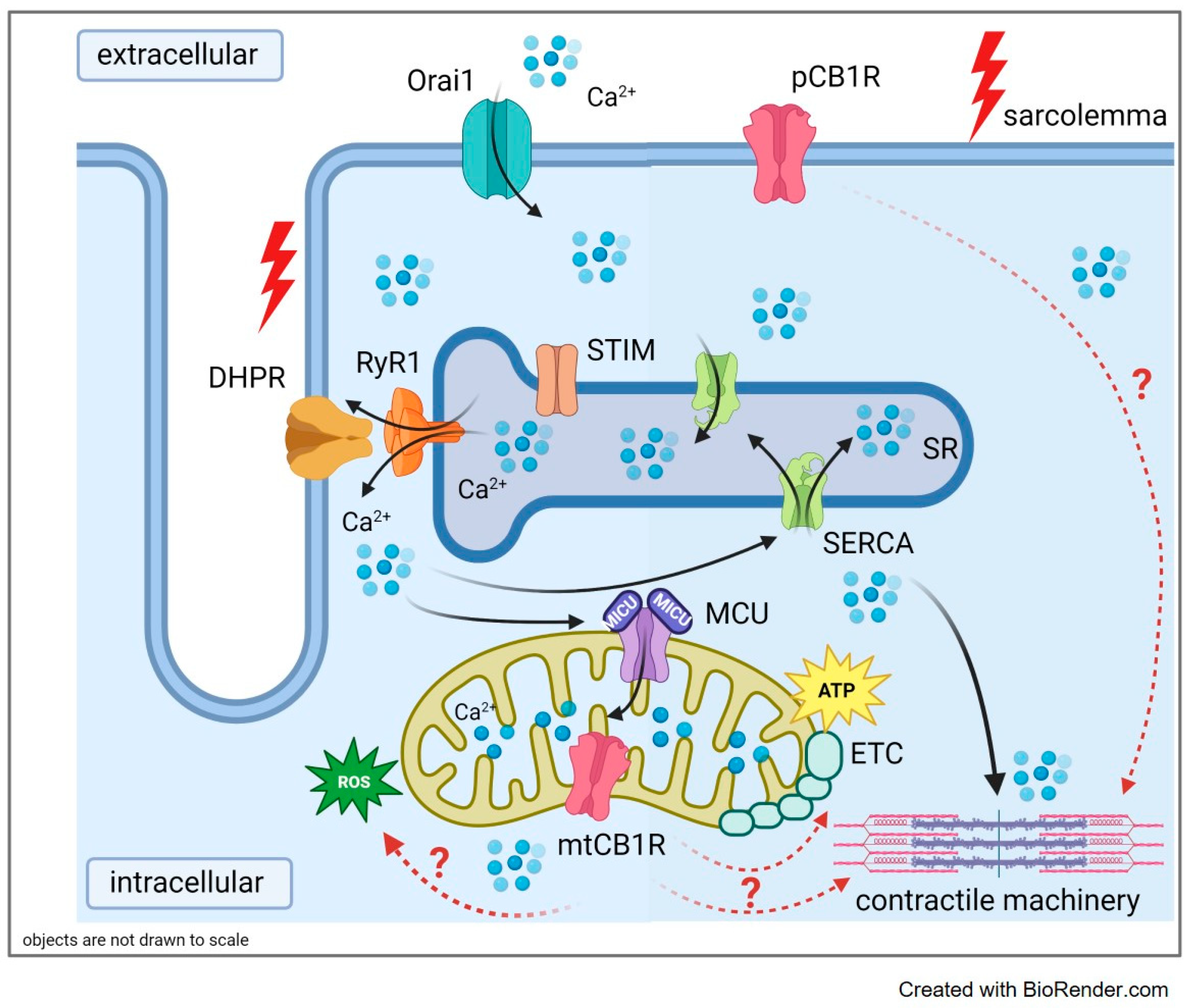 Ijms 23 15653 g008 Ijms 23 15653 g008