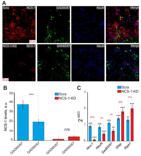 IJMS | Free Full-Text | Neuronal Calcium Sensor-1 Protects