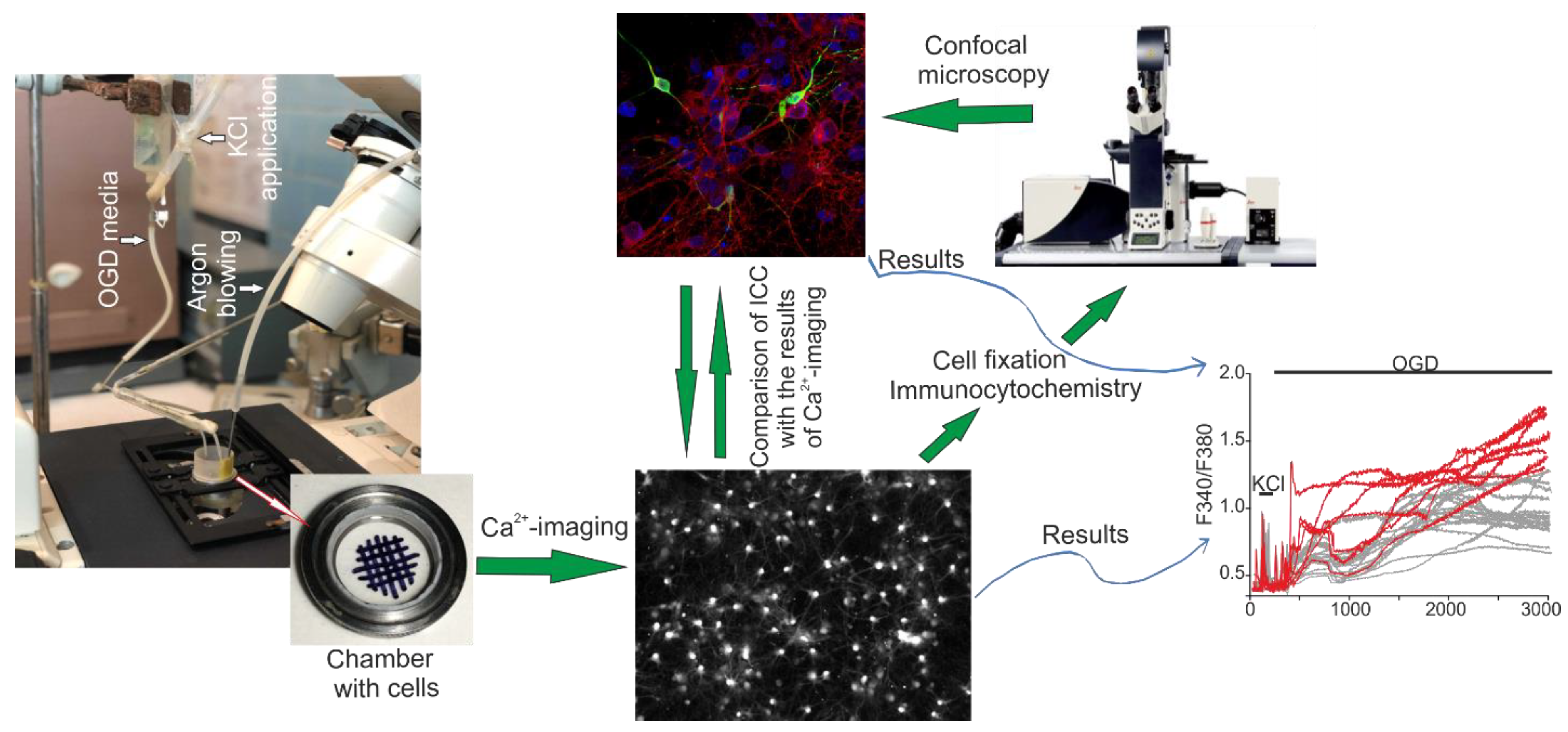 Ijms 23 15675 g010 Ijms 23 15675 g010