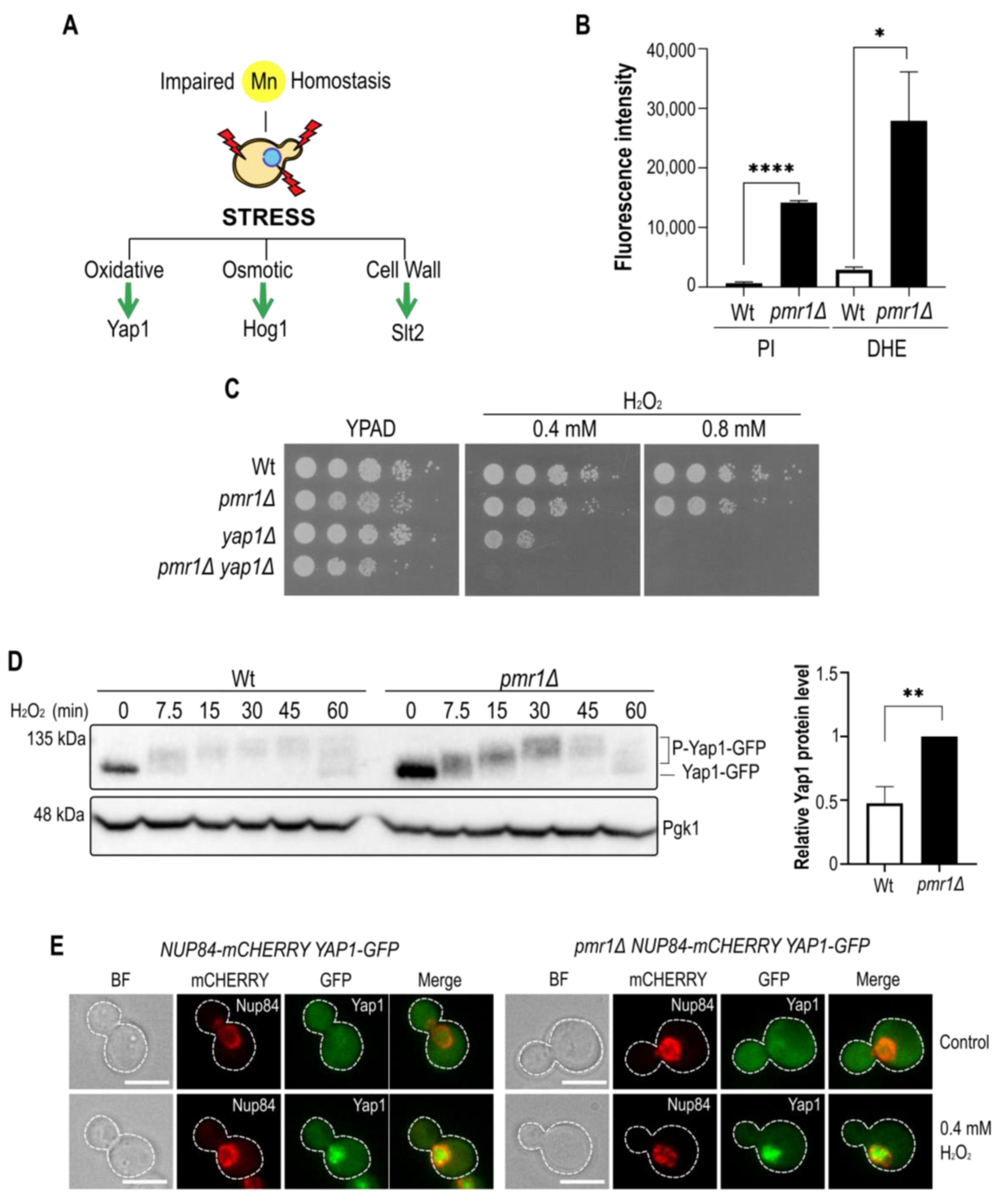 Ijms 23 15706 g001 Ijms 23 15706 g001