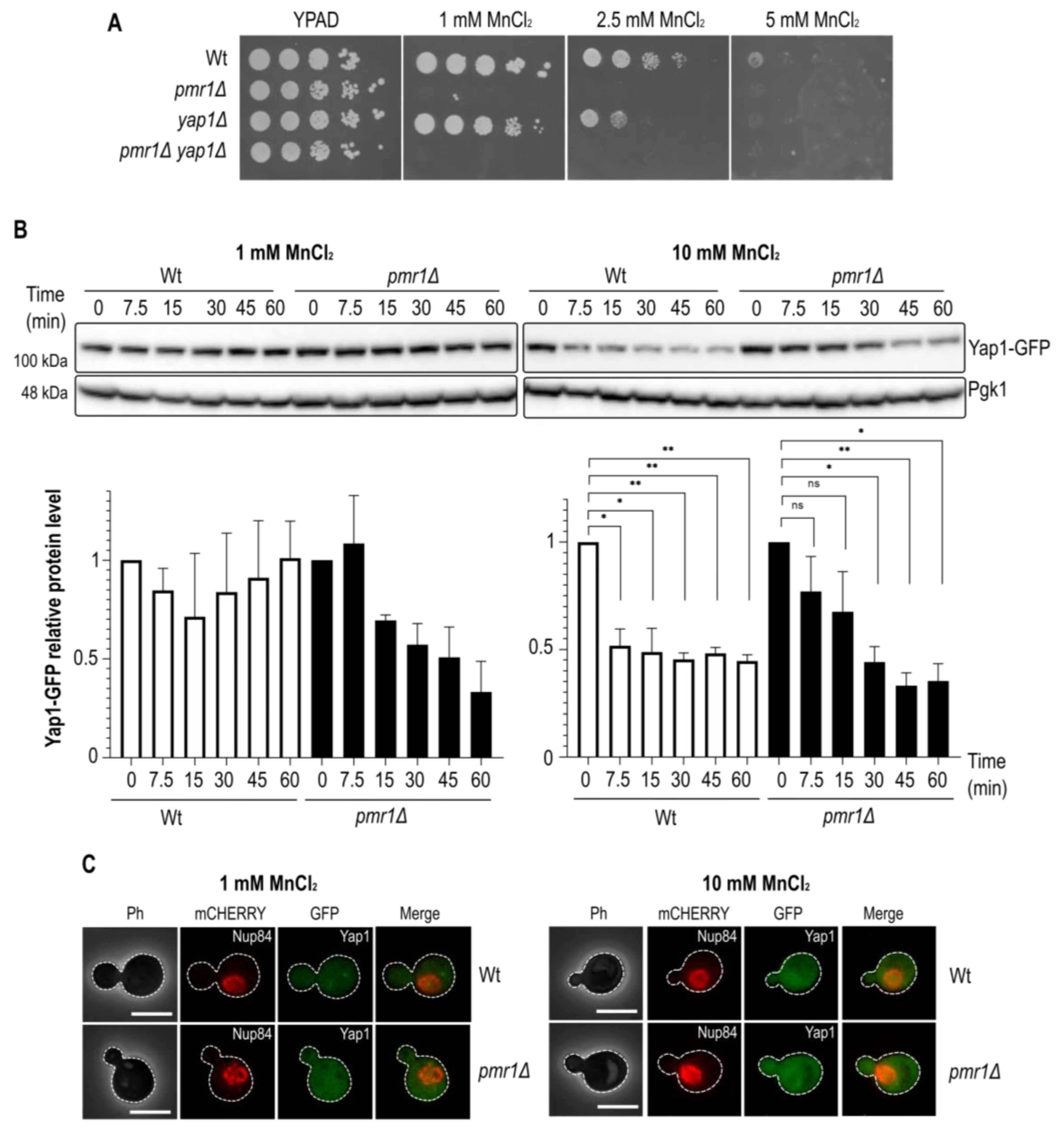 Ijms 23 15706 g002 Ijms 23 15706 g002