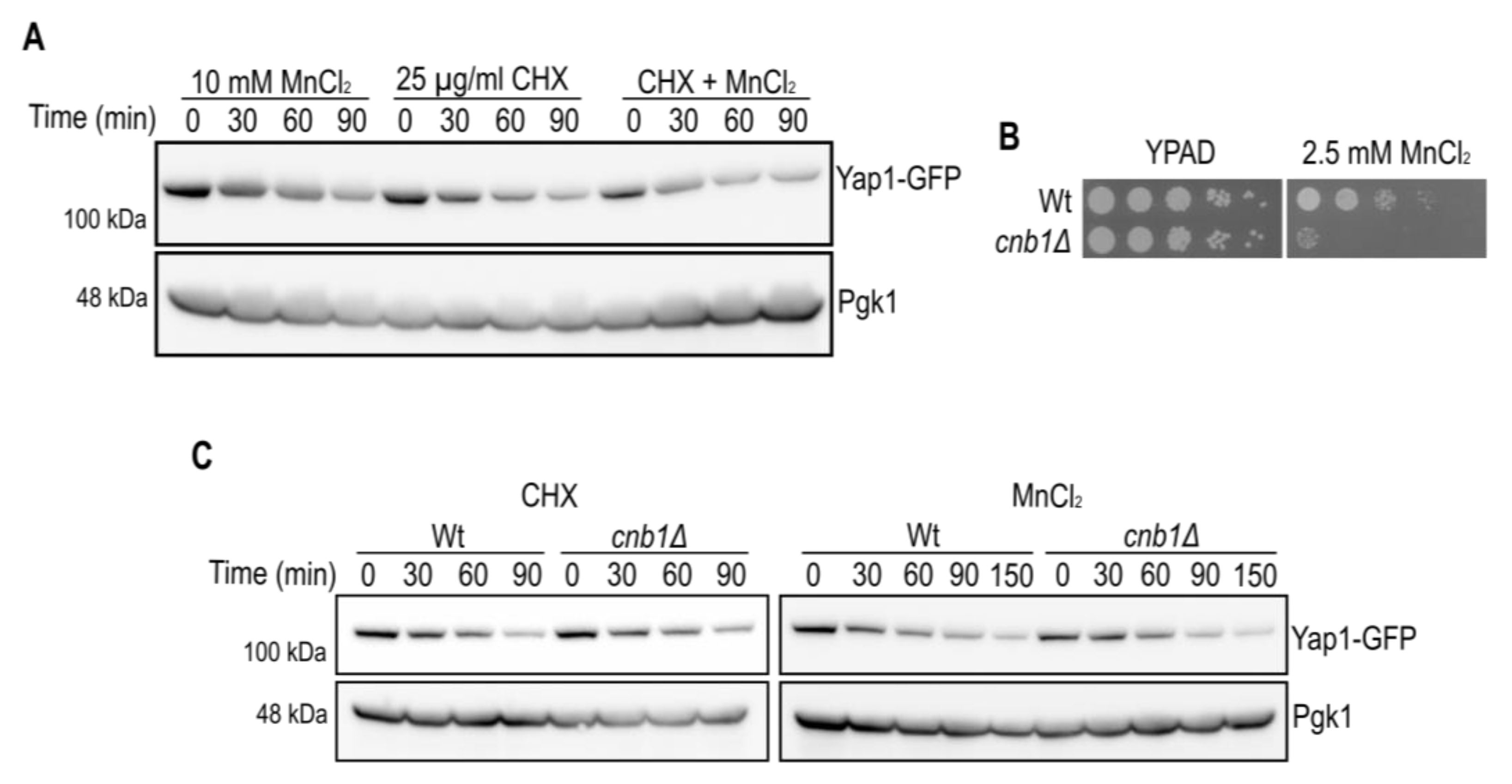 Ijms 23 15706 g003 Ijms 23 15706 g003