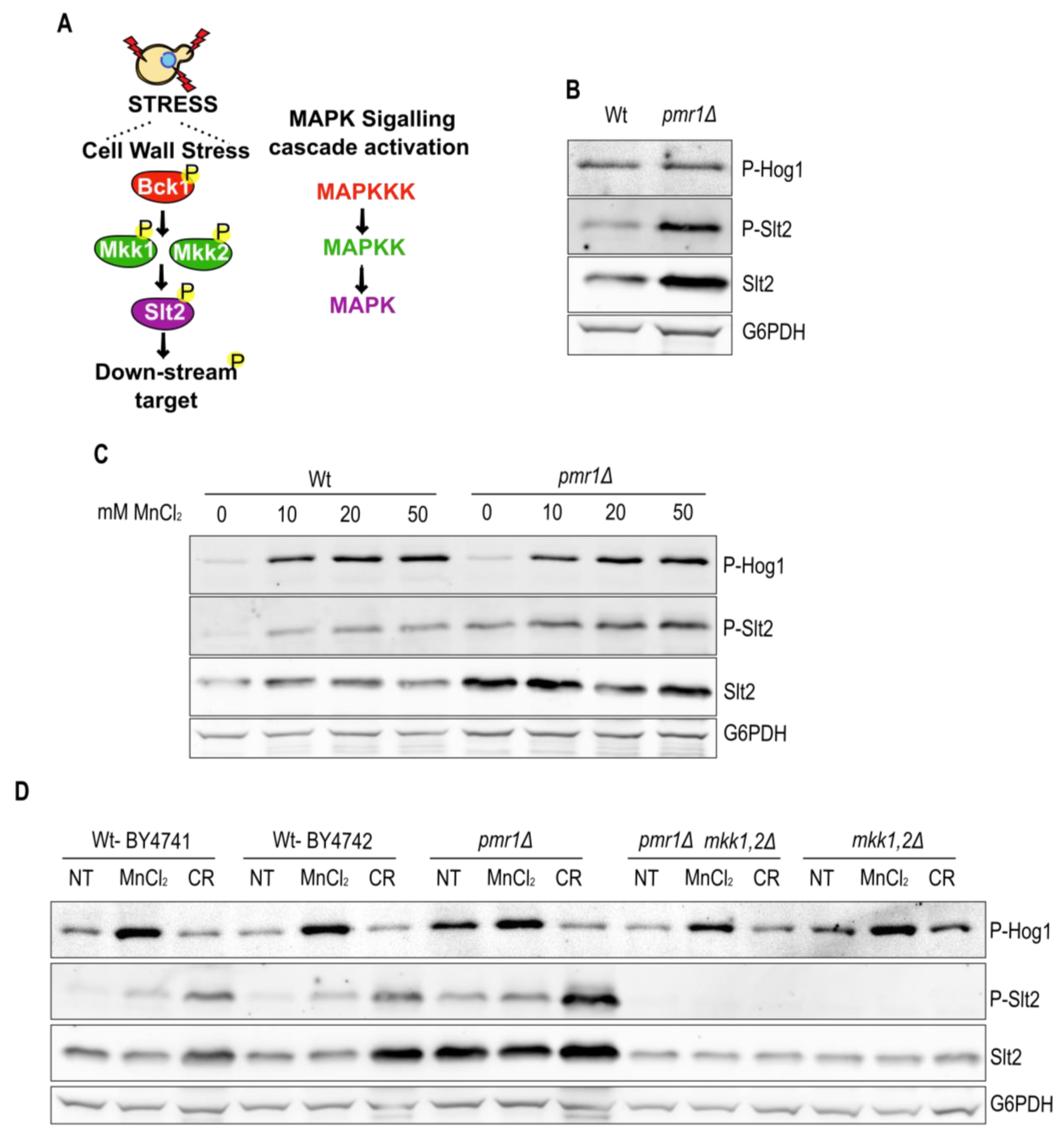 Ijms 23 15706 g004 Ijms 23 15706 g004