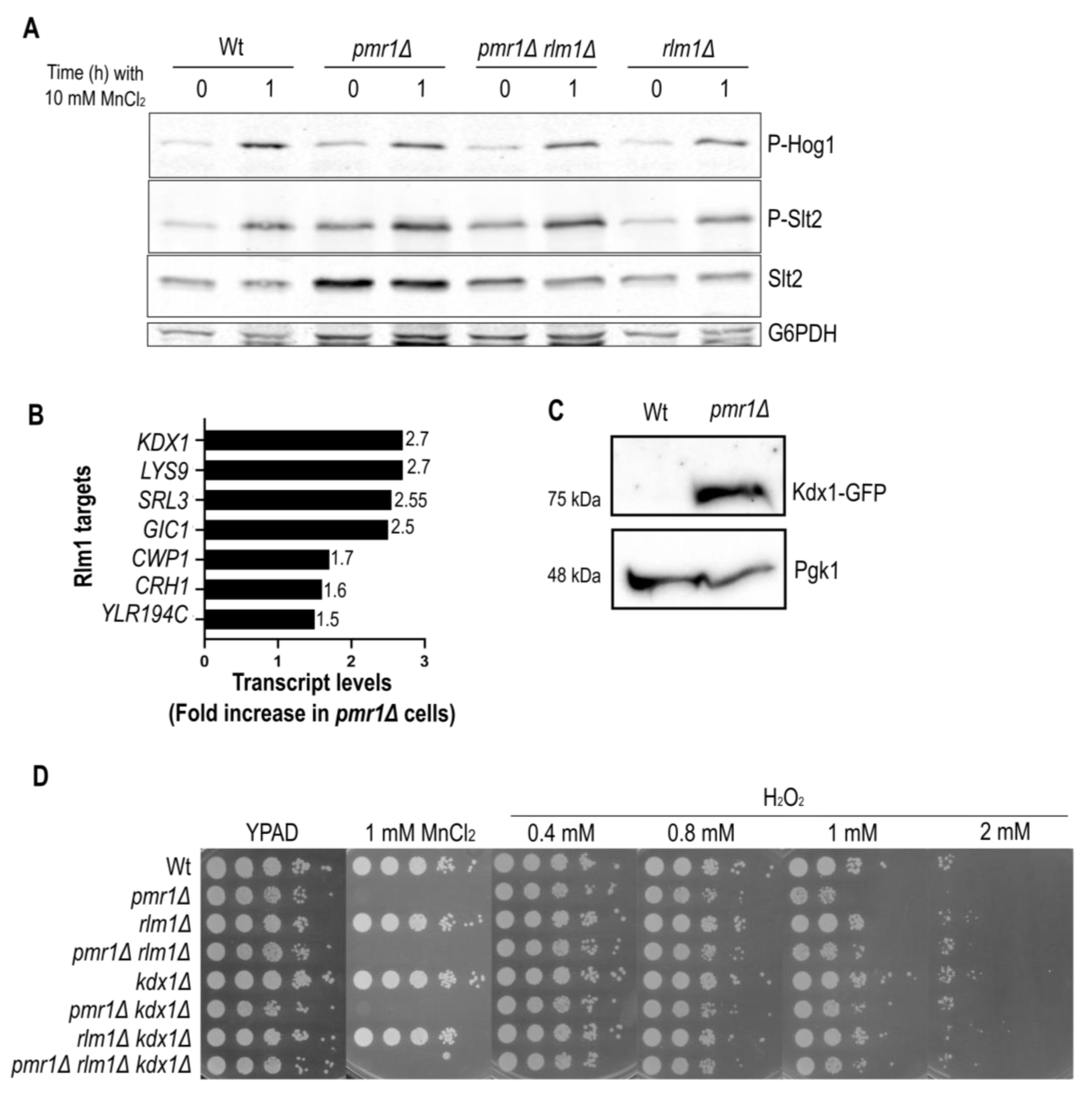 Ijms 23 15706 g005 Ijms 23 15706 g005