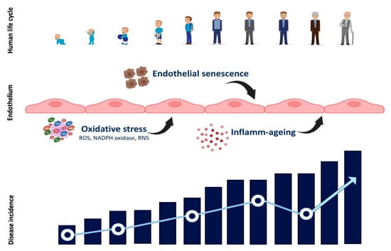 IJMS | Free Full-Text | Endothelial Dysfunction And Chronic ...