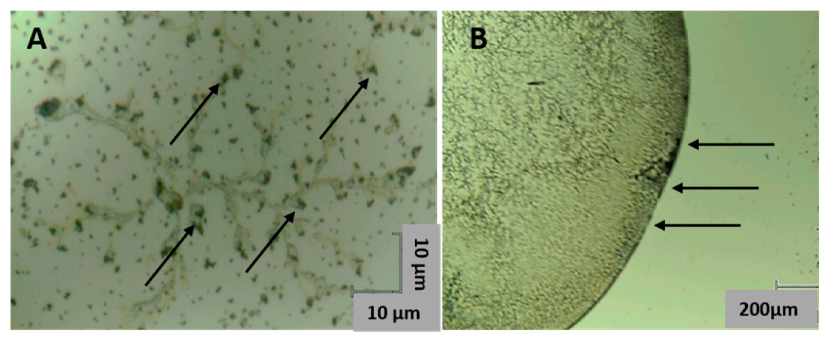 Ijms 23 15741 g004a Ijms 23 15741 g004a