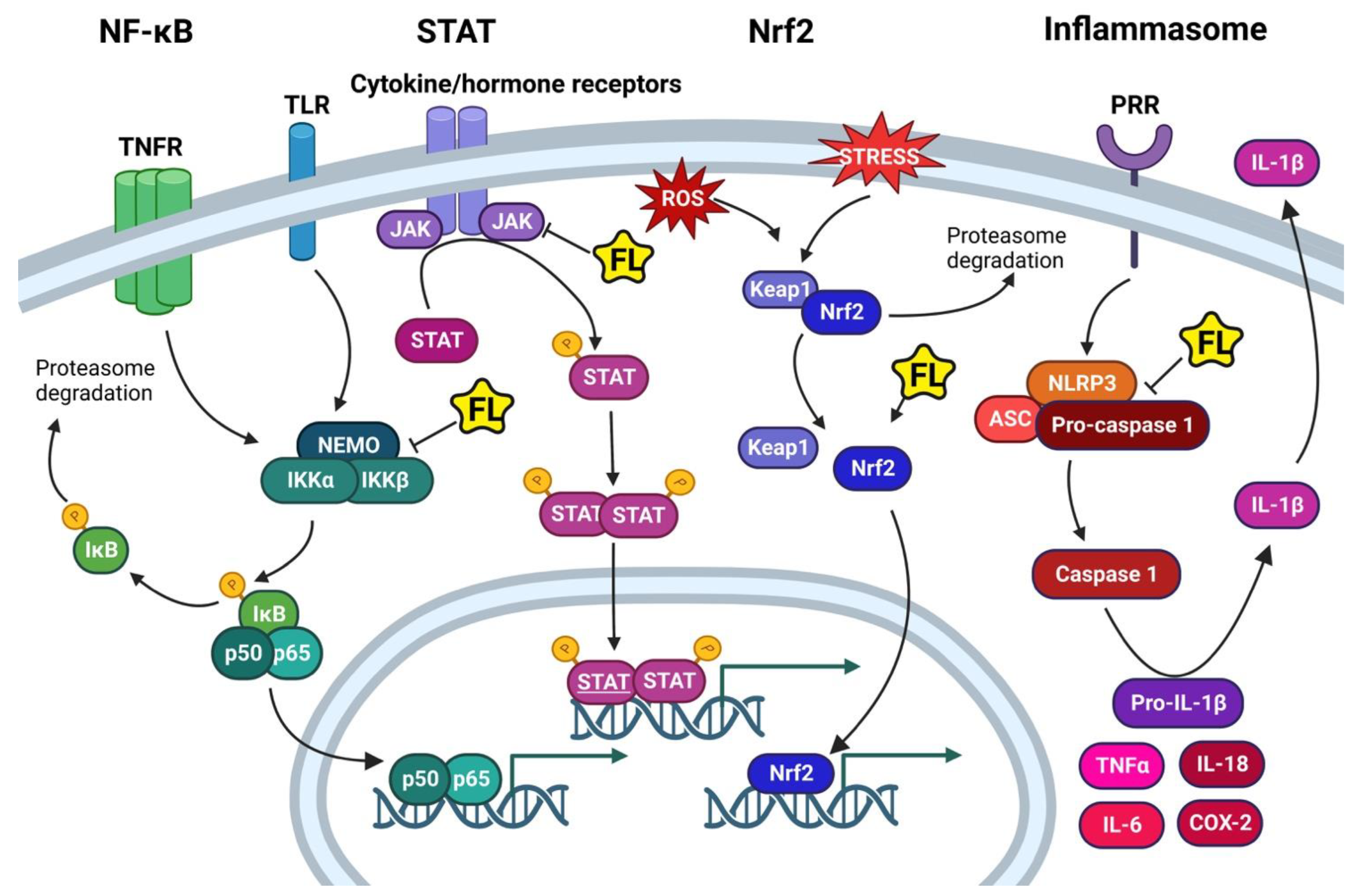 Ijms 23 15753 g003 Ijms 23 15753 g003