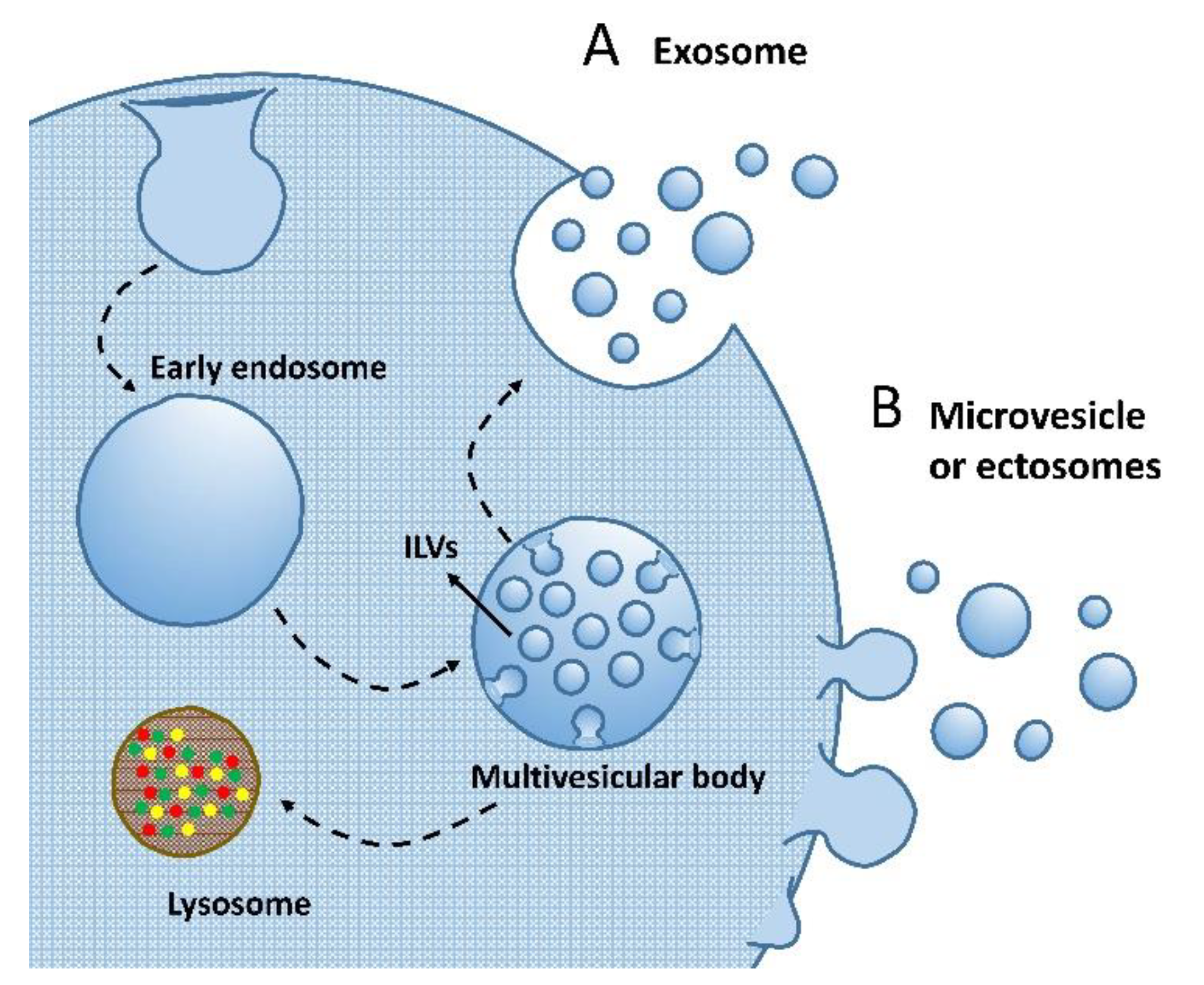 Ijms 23 15758 g002 Ijms 23 15758 g002