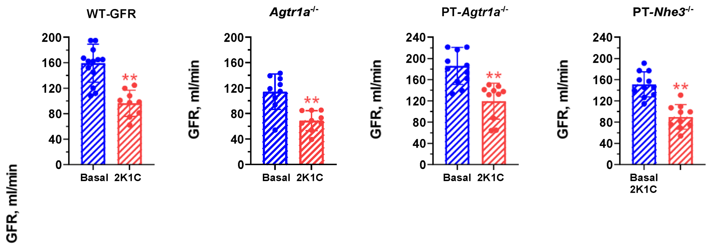 Ijms Free Full Text Genetic Deletion Of At1a Receptor Or Na H